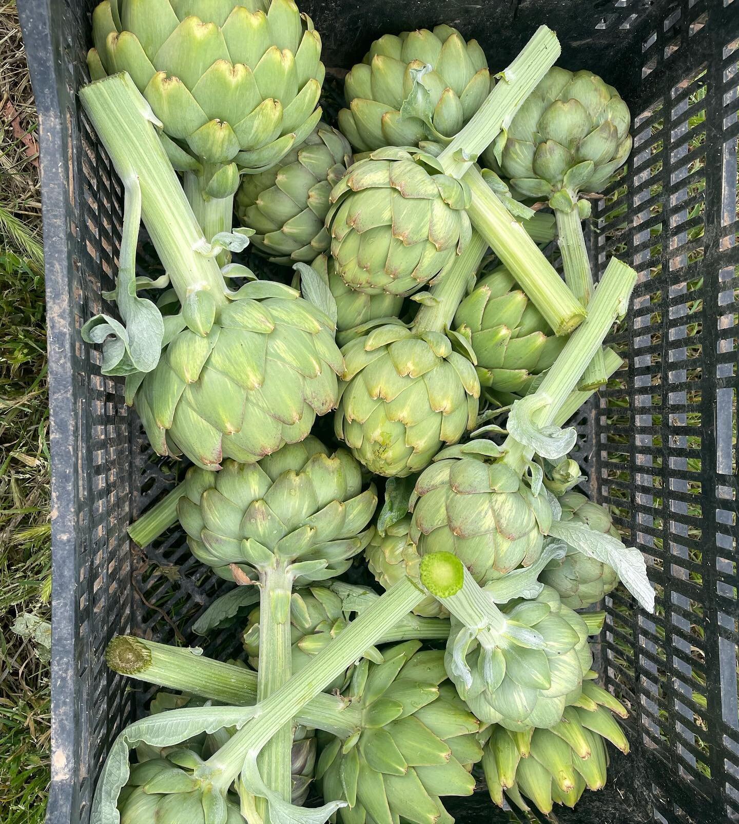 Time to get cooking! #artichokes #thestarterfarm #veggies #farm #slowfood #getinmybelly #food #farmlife #grownforme #santaynez #california