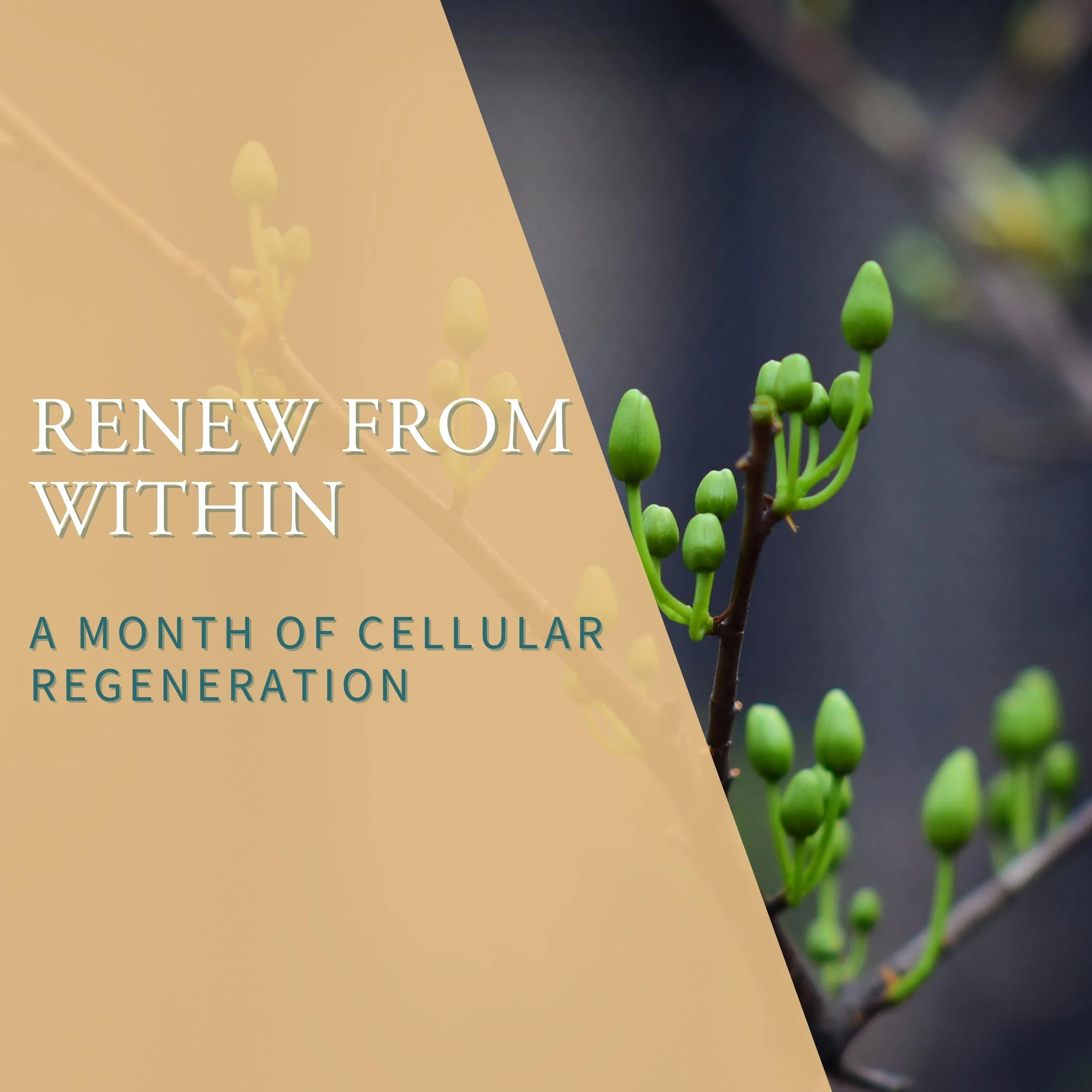 Renew from Within: A Month of Cellular Regeneration