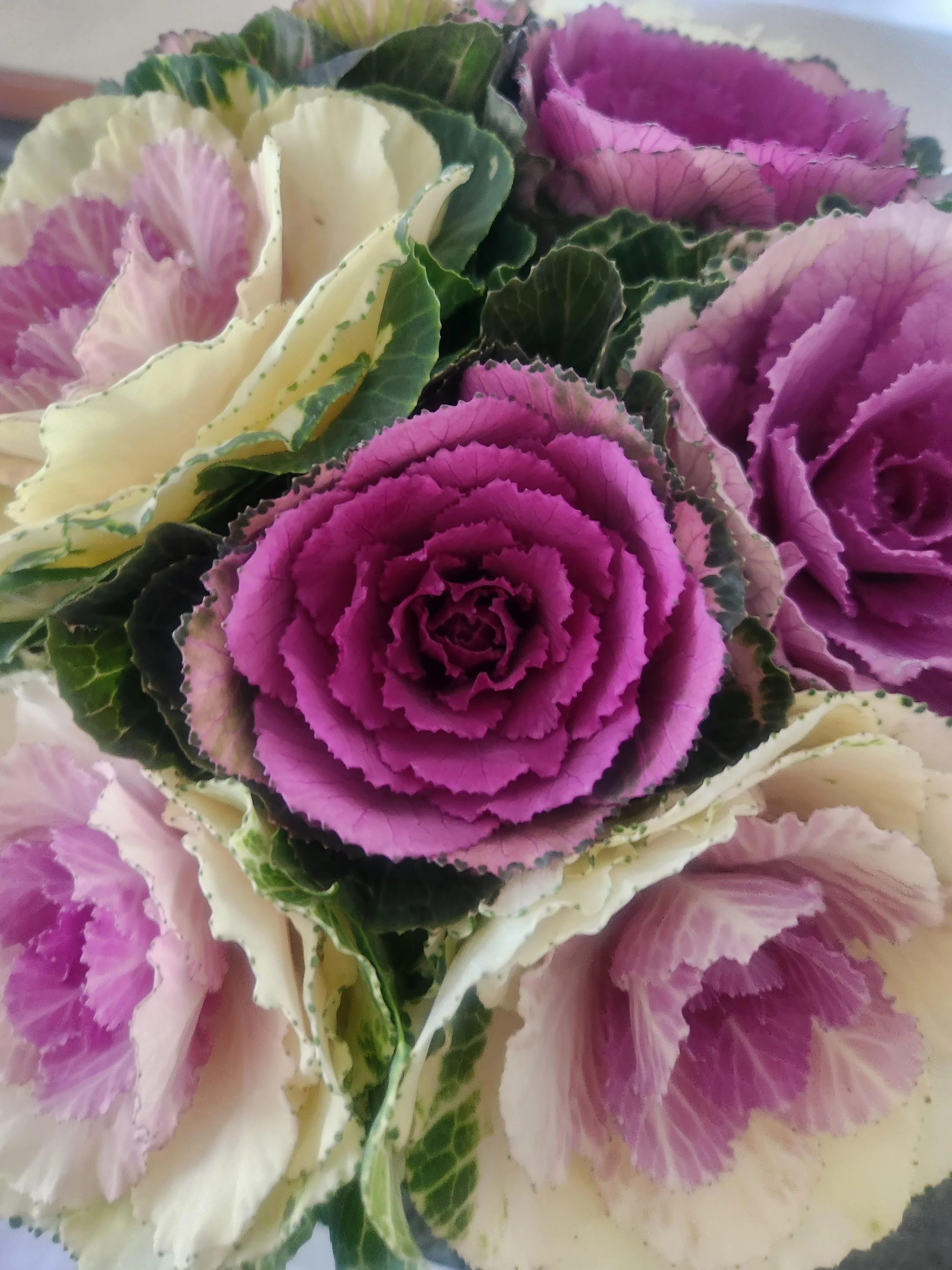 kale flowers.jpg
