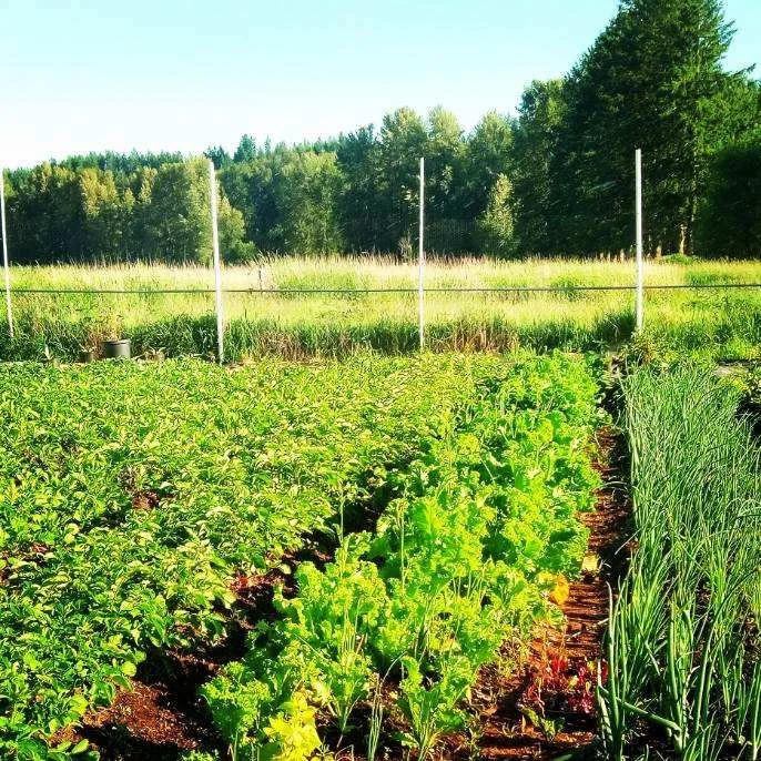 Farm picture with lettuce, green onion, and additional herbs.jpeg