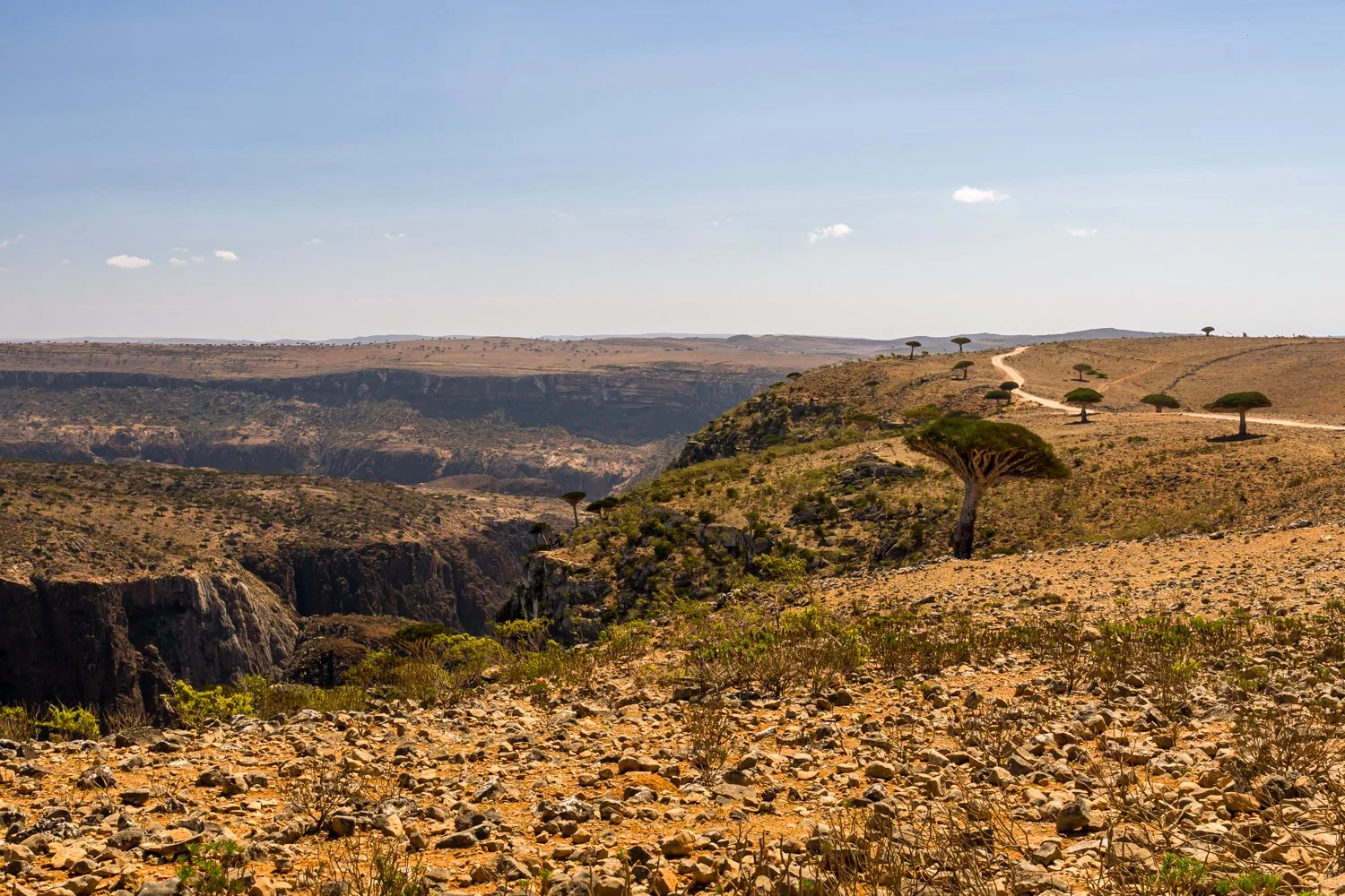 JulianneGauron-Socotra-03.jpg