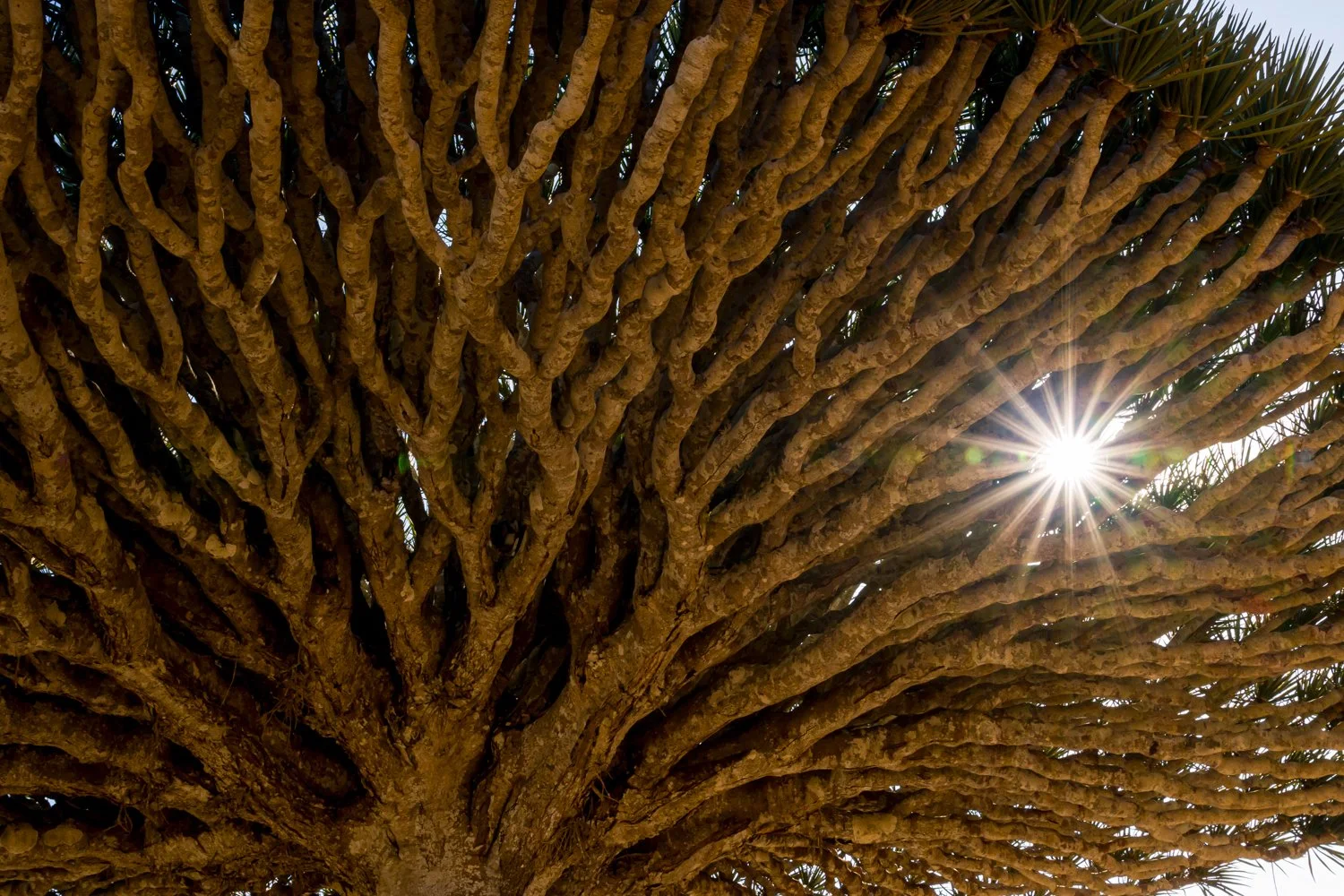 JulianneGauron-Socotra-05.jpg