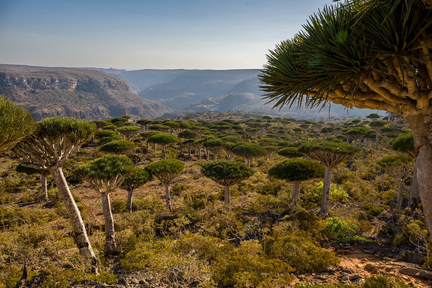 JulianneGauron-Socotra-06.jpg