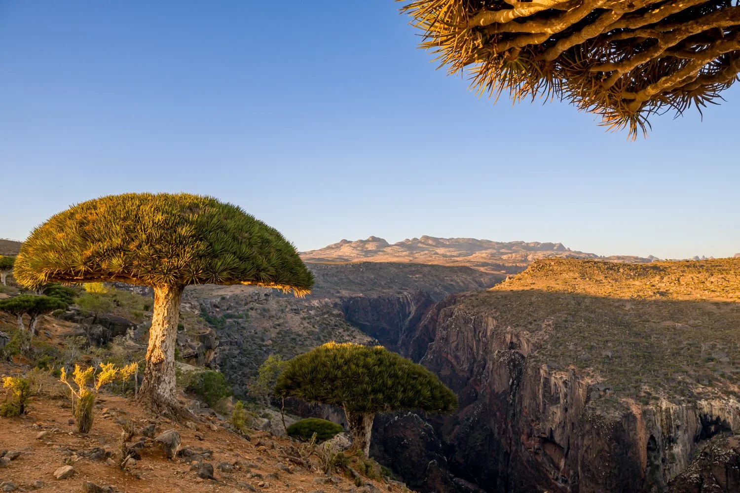JulianneGauron-Socotra-07.jpg