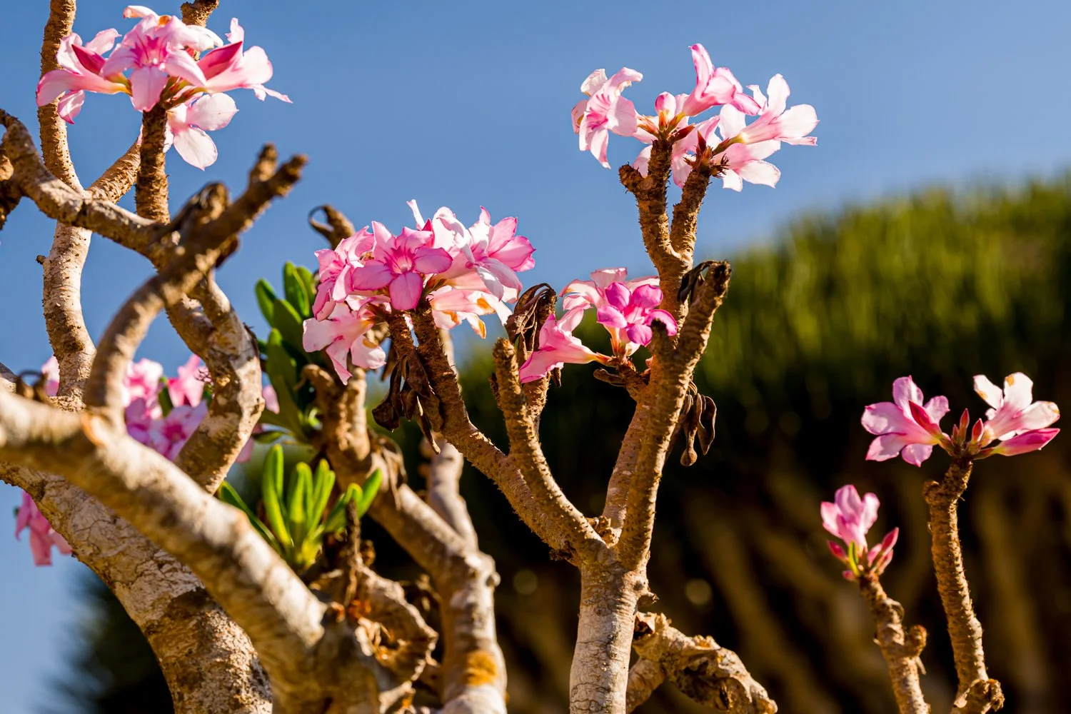 JulianneGauron-Socotra-08.jpg