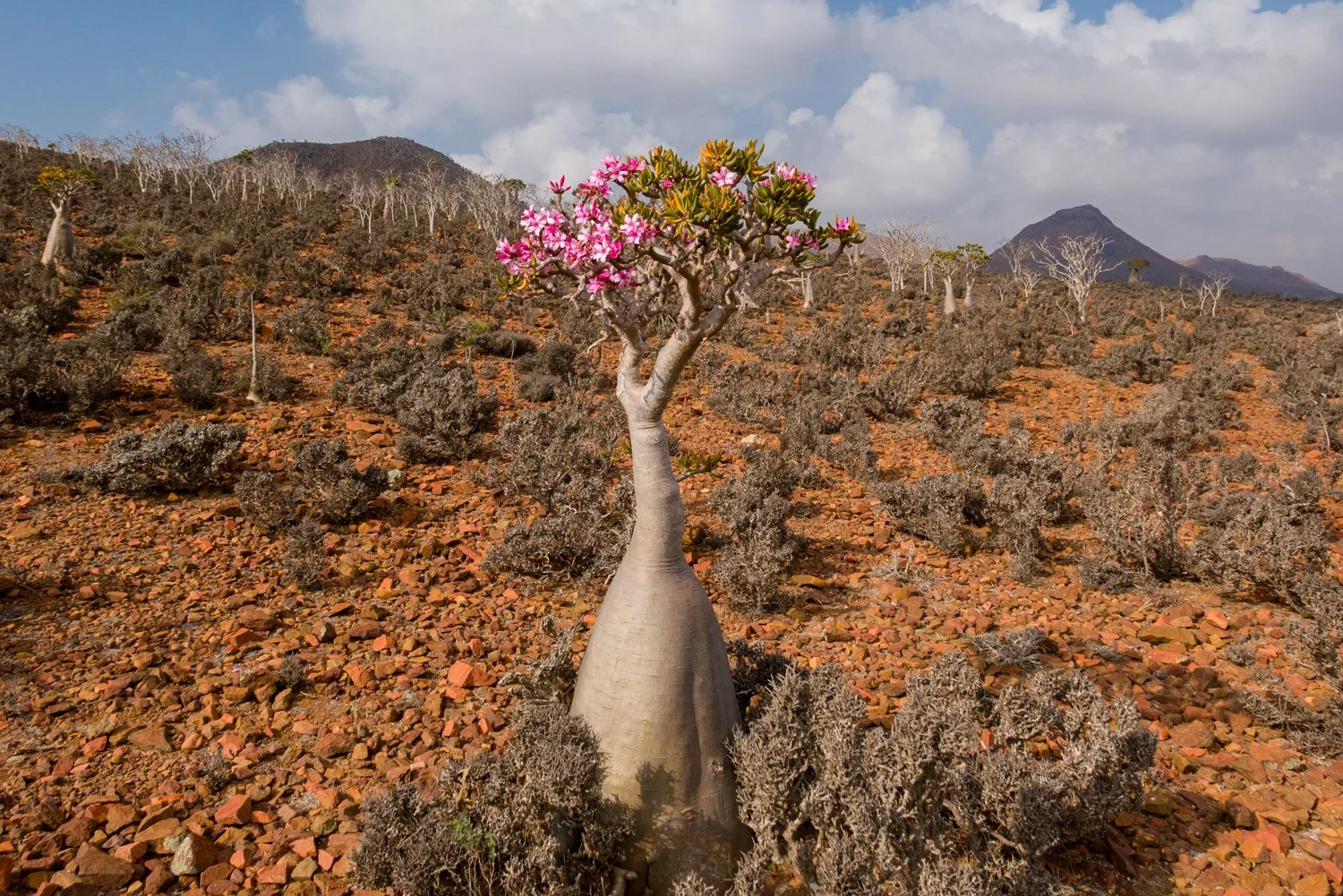 JulianneGauron-Socotra-09.jpg