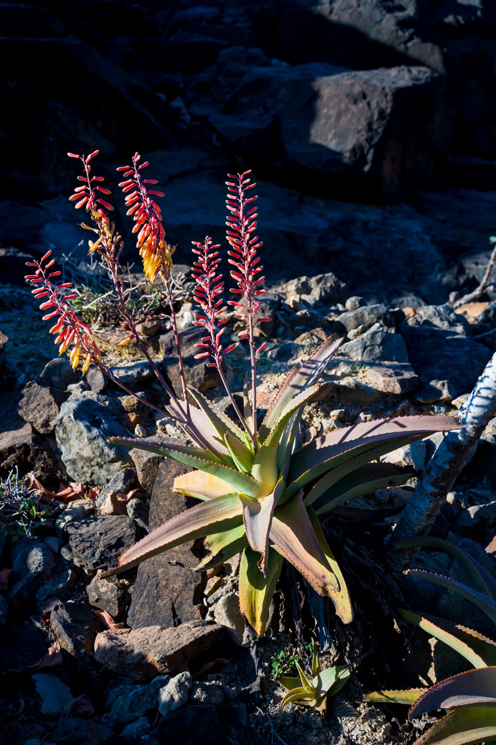 JulianneGauron-Socotra-11.jpg