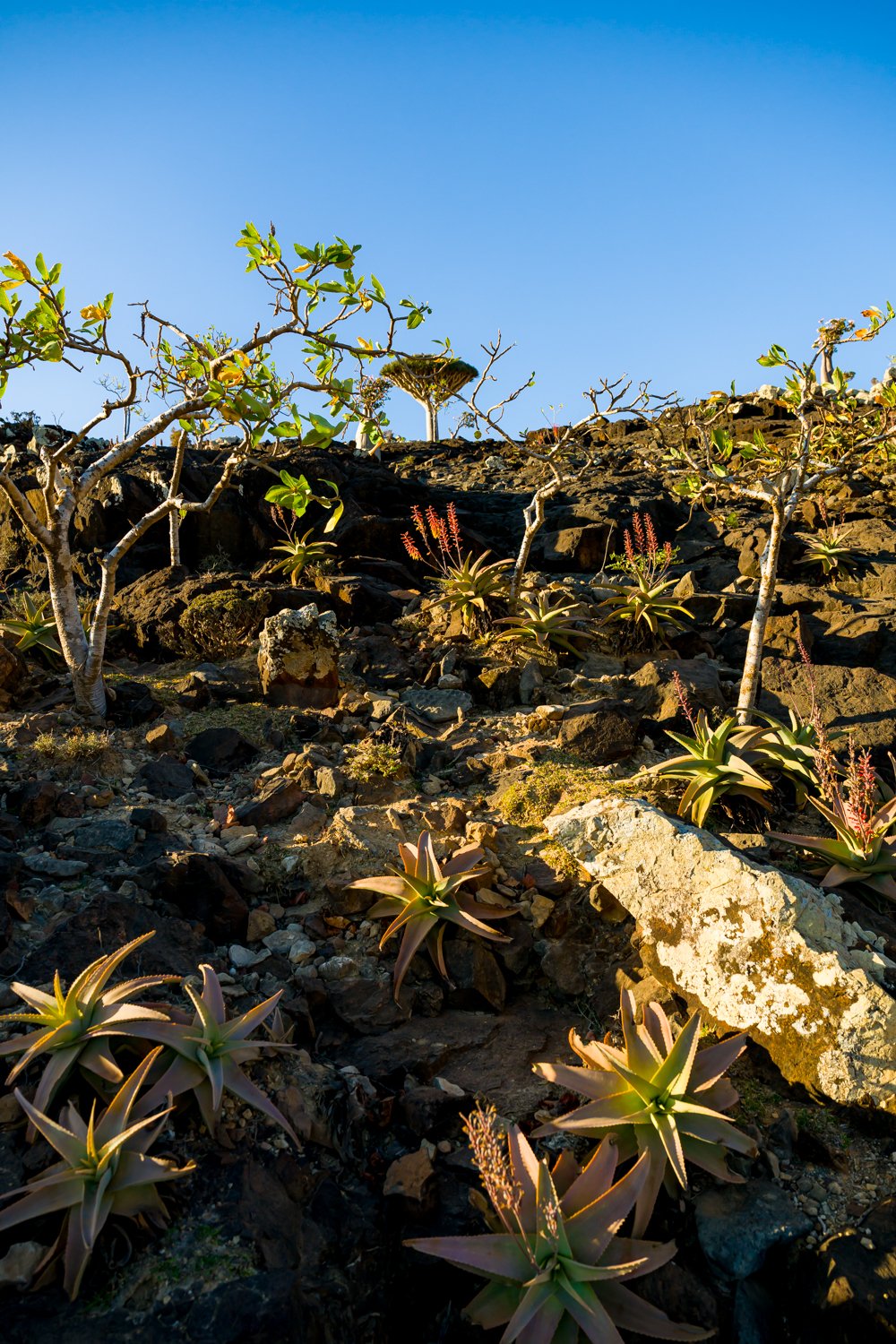 JulianneGauron-Socotra-12.jpg