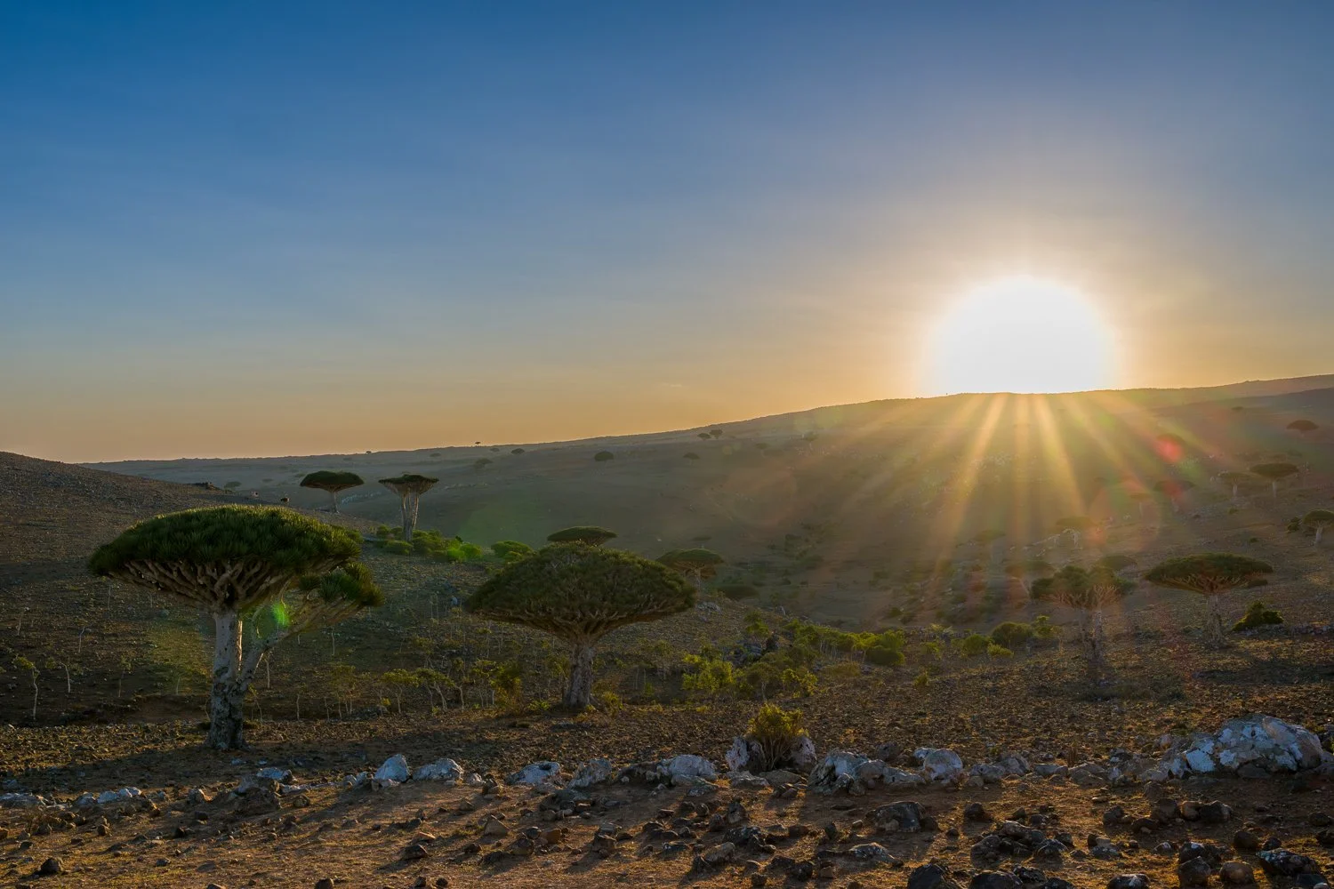 JulianneGauron-Socotra-13.jpg