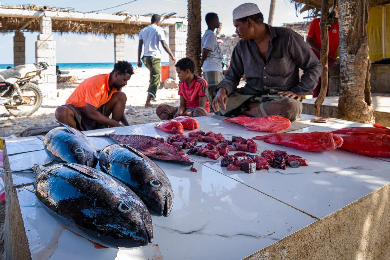 JulianneGauron-Socotra-27.jpg
