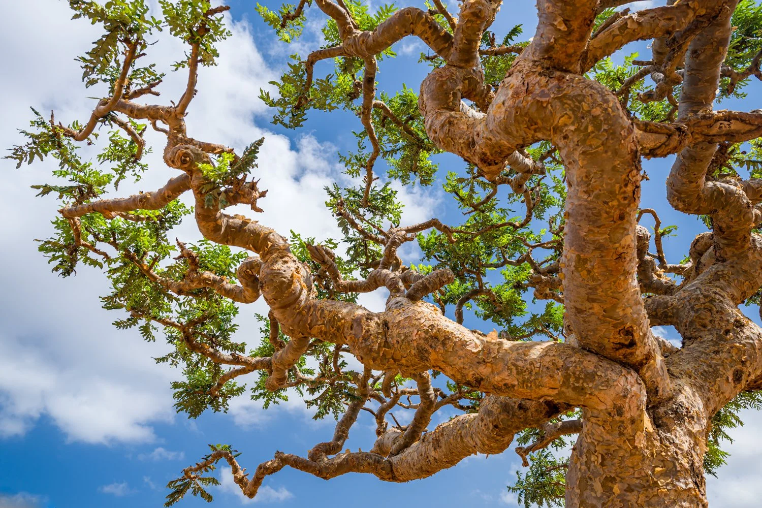 JulianneGauron-Socotra-29.jpg
