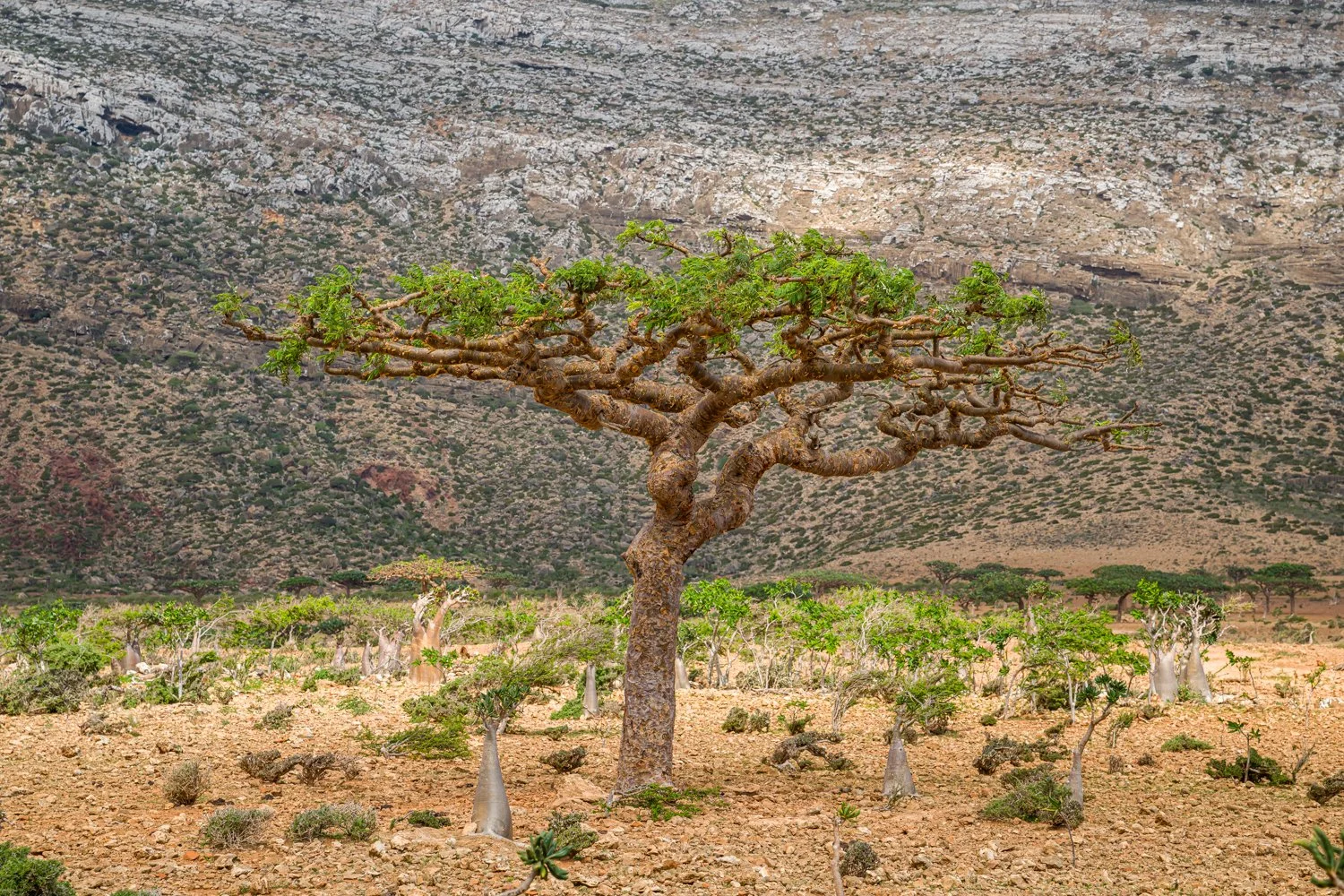 JulianneGauron-Socotra-30.jpg