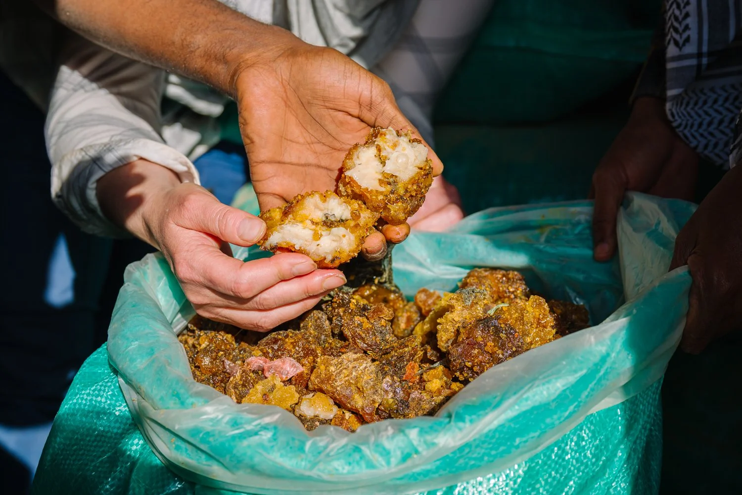  Members of a research team hold pieces of naturally exudated resin from myrrh, locally called suhul, which is extremely high quality and fragrant, Thursday, Jan. 8, 2026, in Afcadde, Ethiopia. (AP Photo/Julianne Gauron) 