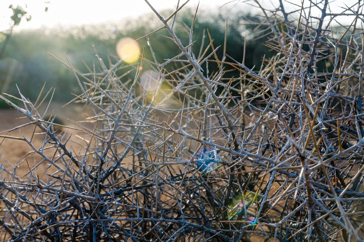  Sun shines on Commiphora myrrha trees with large thorns to protect itself against grazing livestock and wildlife Saturday, Jan. 10, 2026, in Sanqotor, Ethiopia. (AP Photo/Julianne Gauron) 