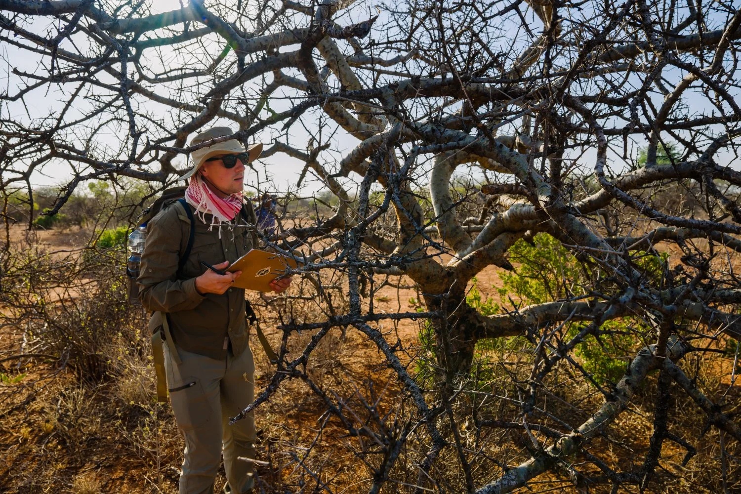  Stephen Johnson gathers data on a large, healthy Commiphora myrrha tree, the source of myrrh, Saturday, Jan. 10, 2026, in Sanqotor, Ethiopia. (AP Photo/Julianne Gauron) 