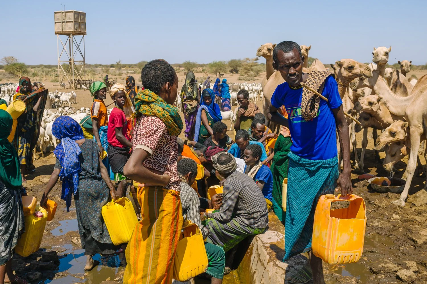  Amid a drought, herders gather after traveling to a well to get water for their livestock Friday, Jan. 9, 2026, in Sanqotor, Ethiopia. (AP Photo/Julianne Gauron) 