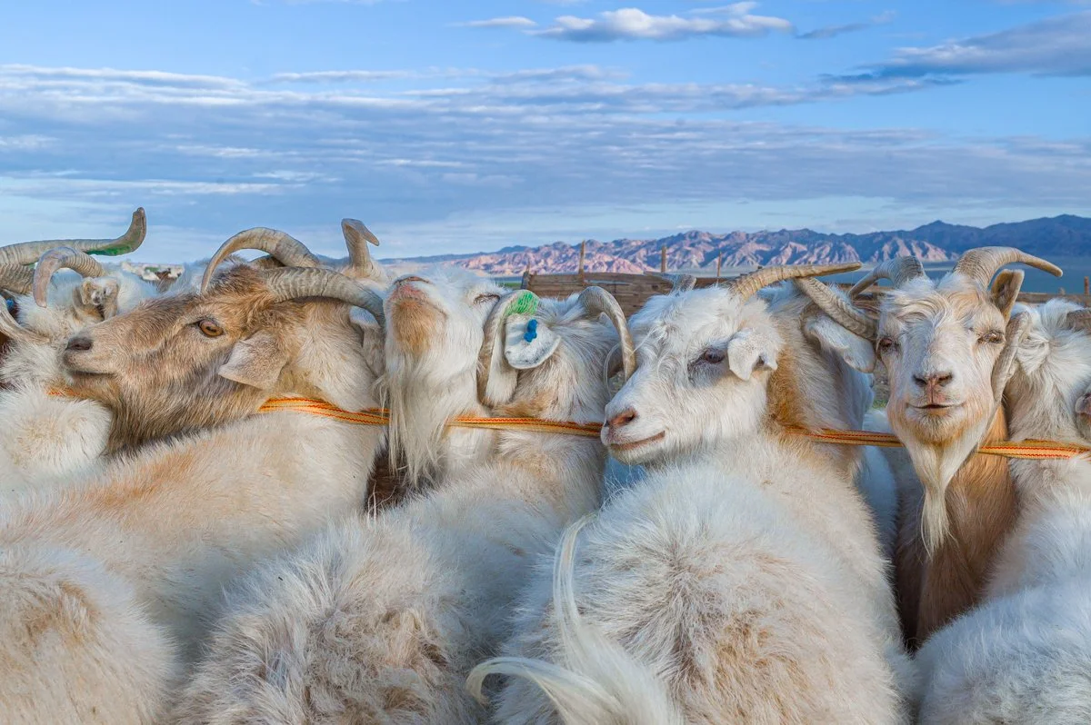 JulianneGauron_Mongolia_012.jpg