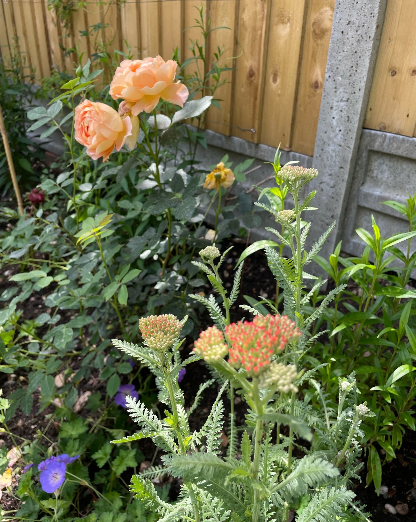 IMG_8194.jpeg
