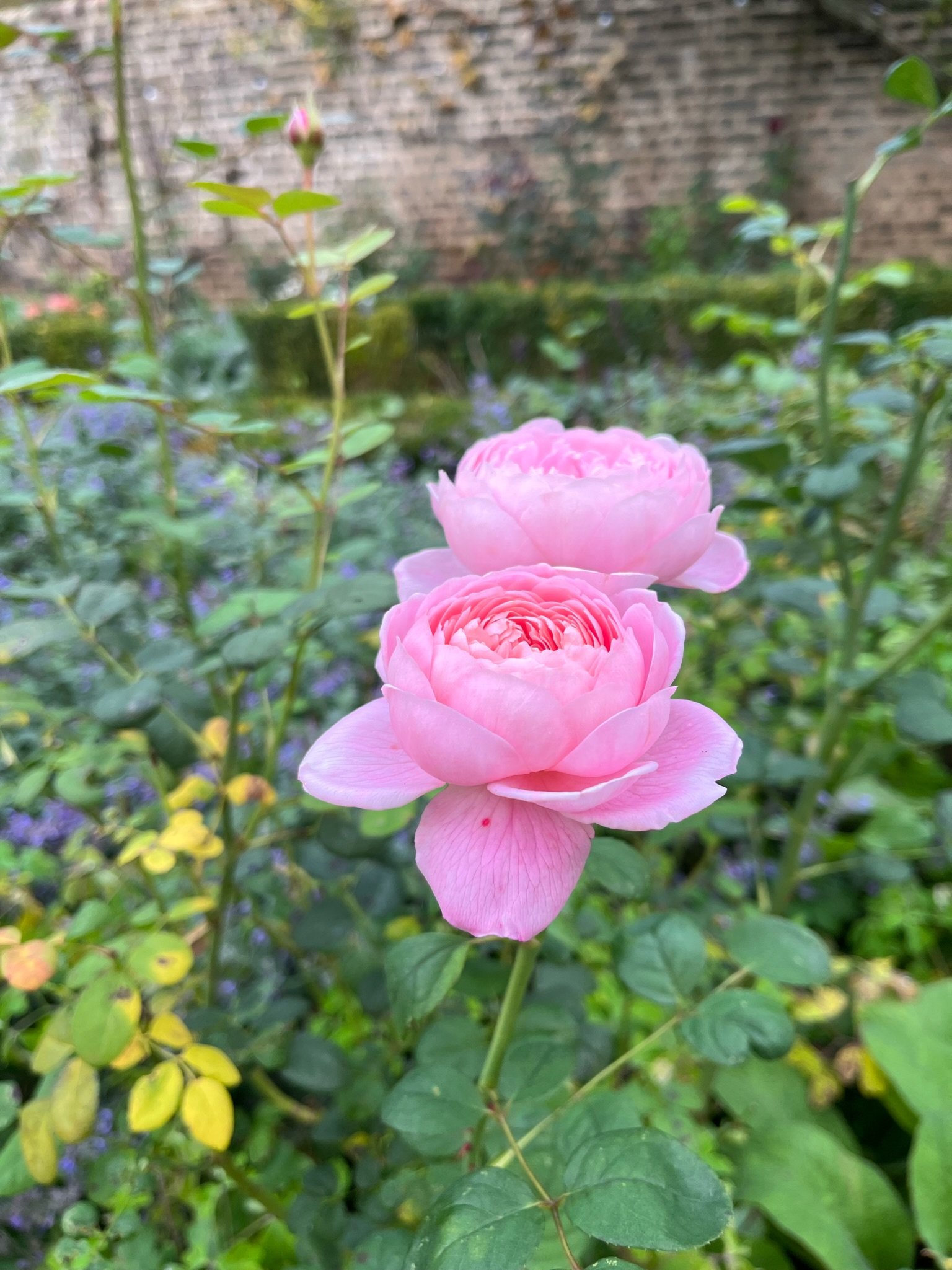 IMG_9406.jpeg