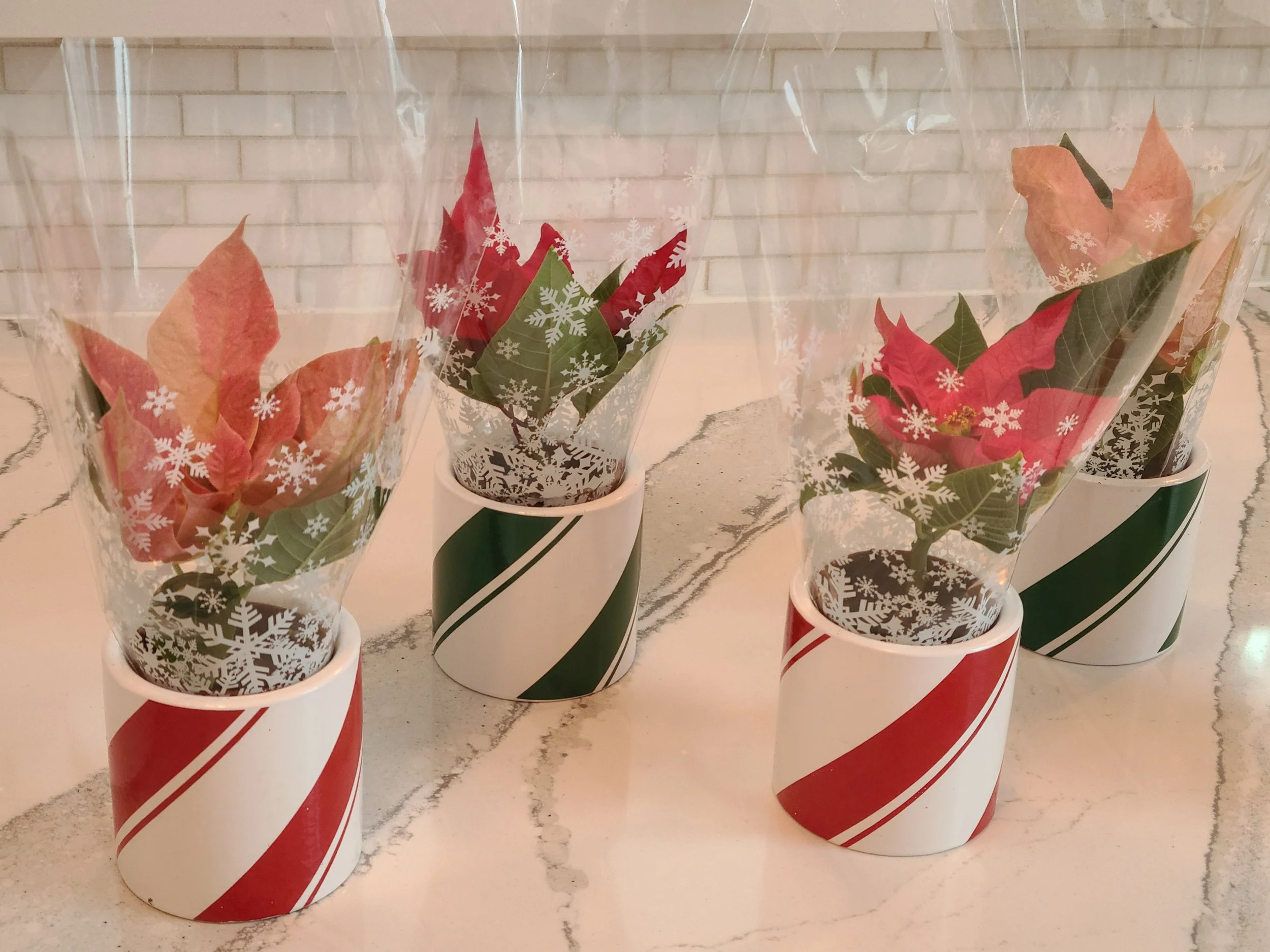  Self - Watering Mini Poinsettia Plants. (Click the picture for more information) 