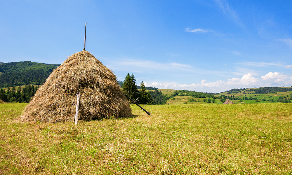 A haystack sits on a field in the sun against a blue sky with mountains in the background. 3 rakes are sticking out of the haystack.