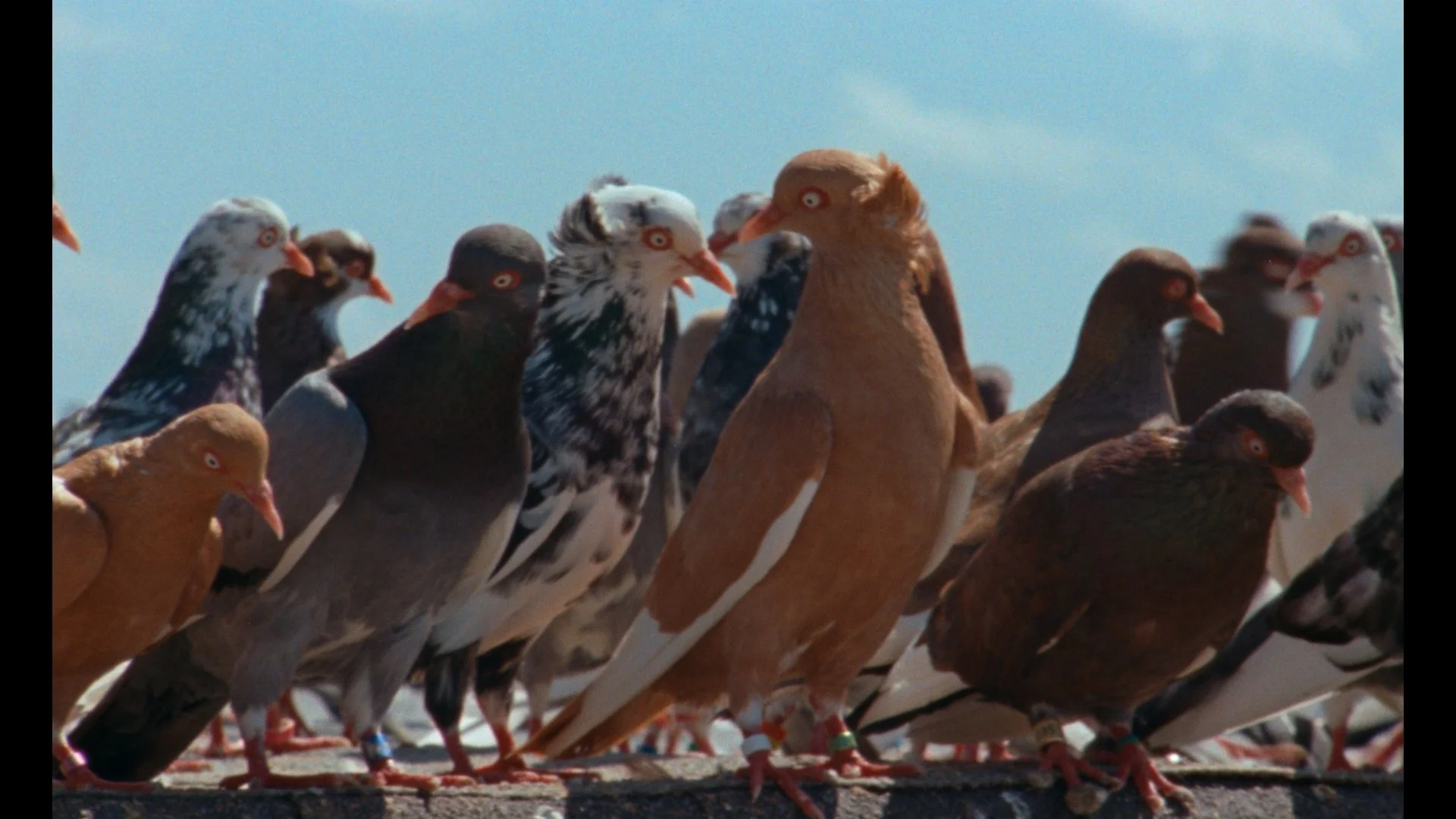 a pocket guide to pigeon watching