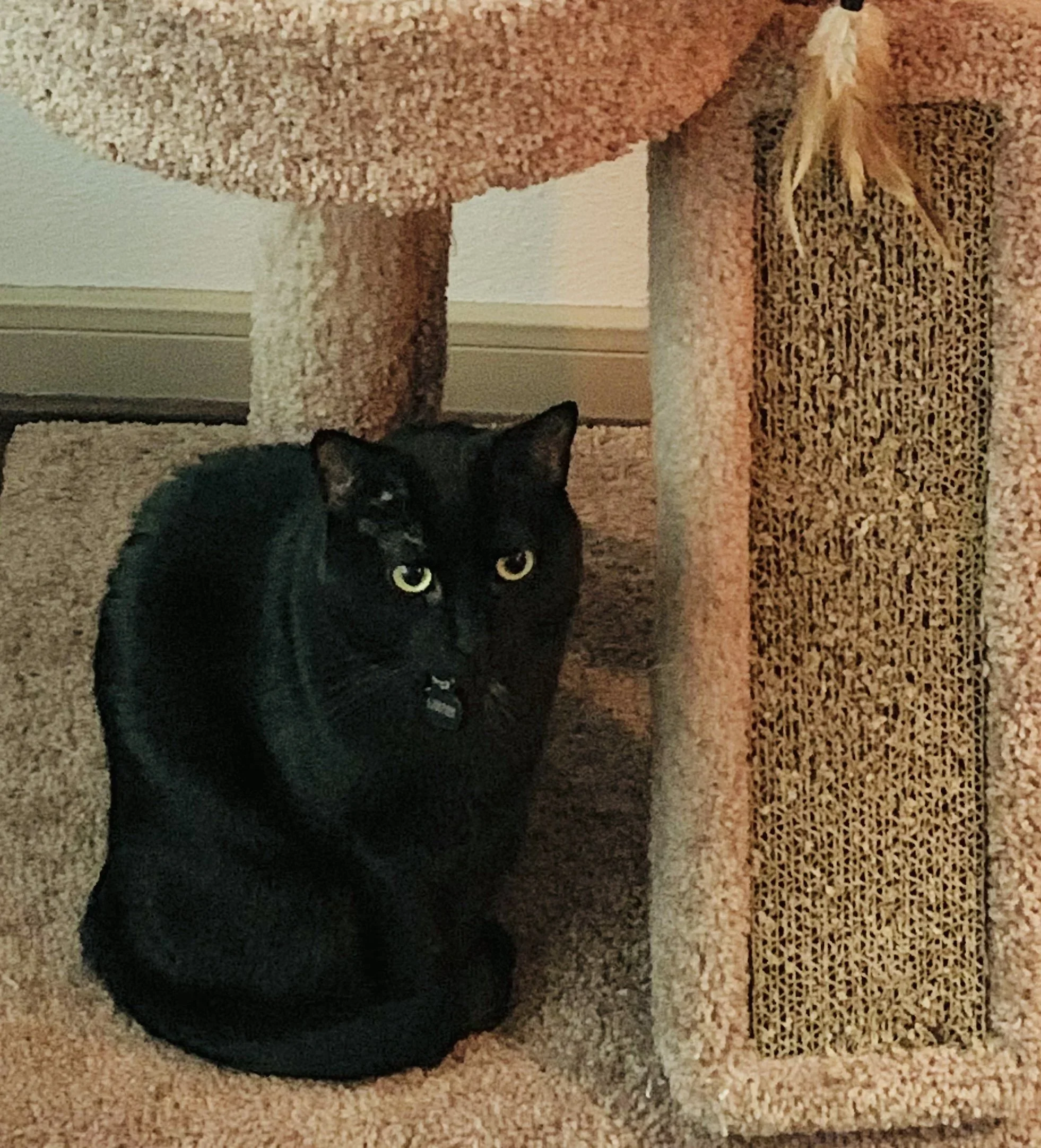 Gay Therapist Online