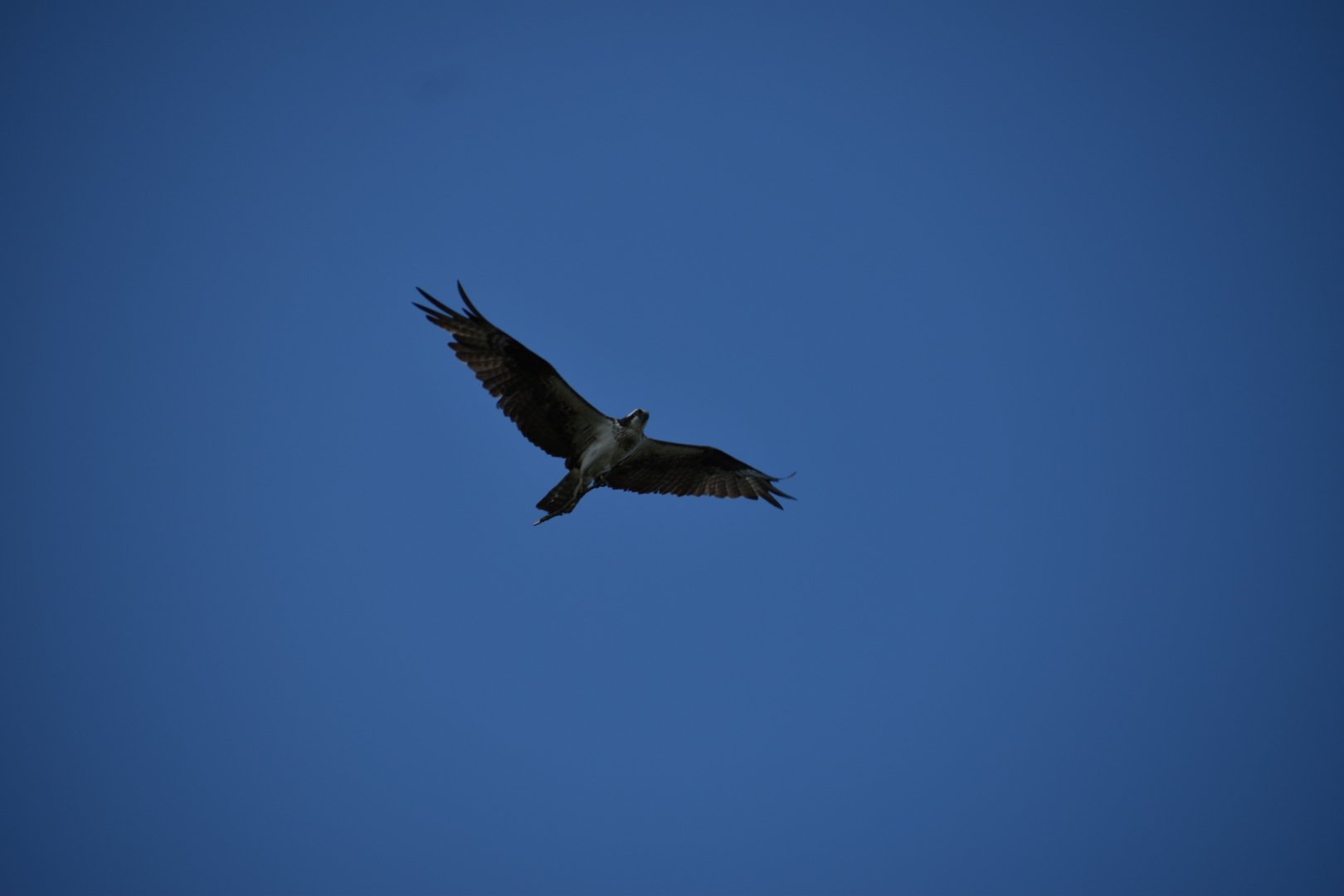 DSC_0441.JPG