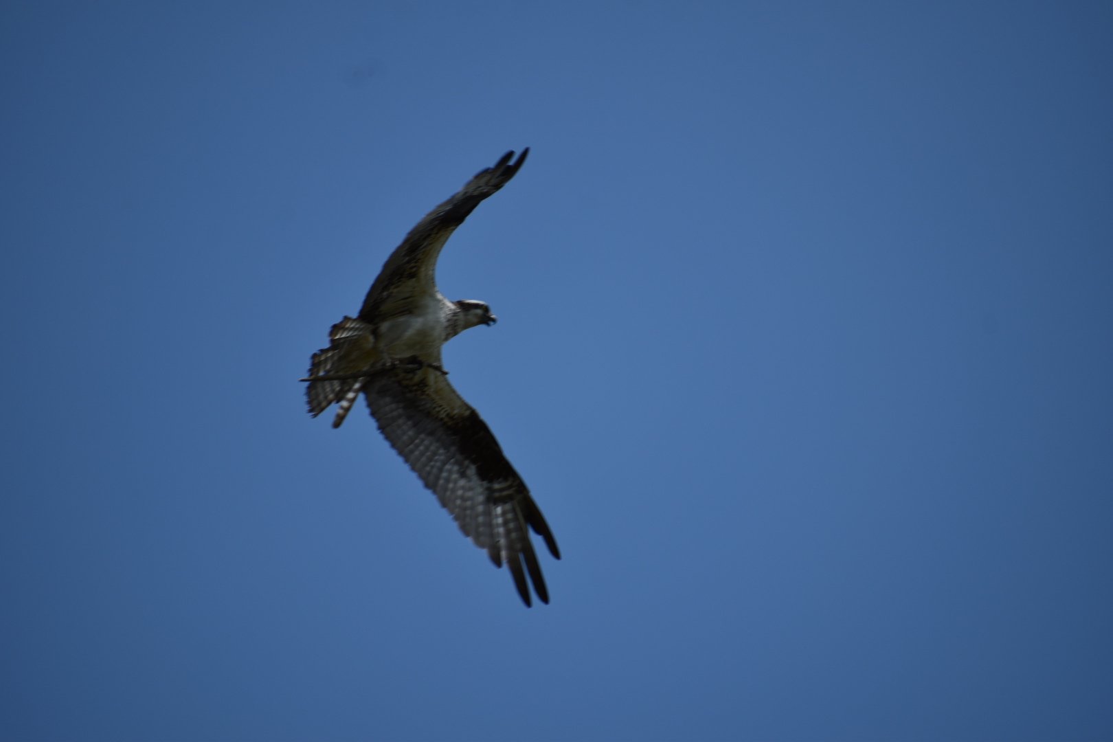 DSC_0436 2.JPG