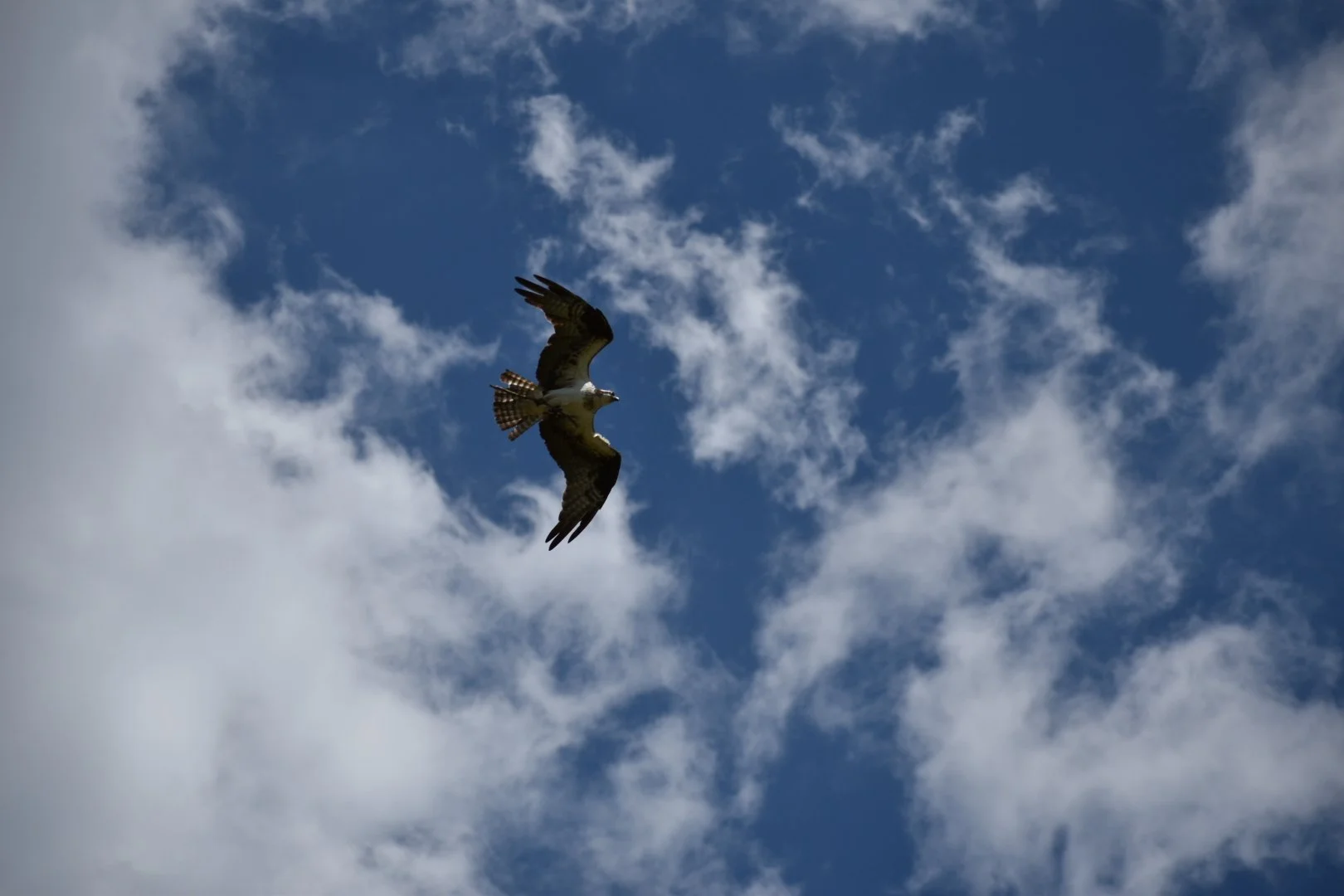 DSC_0451.JPG