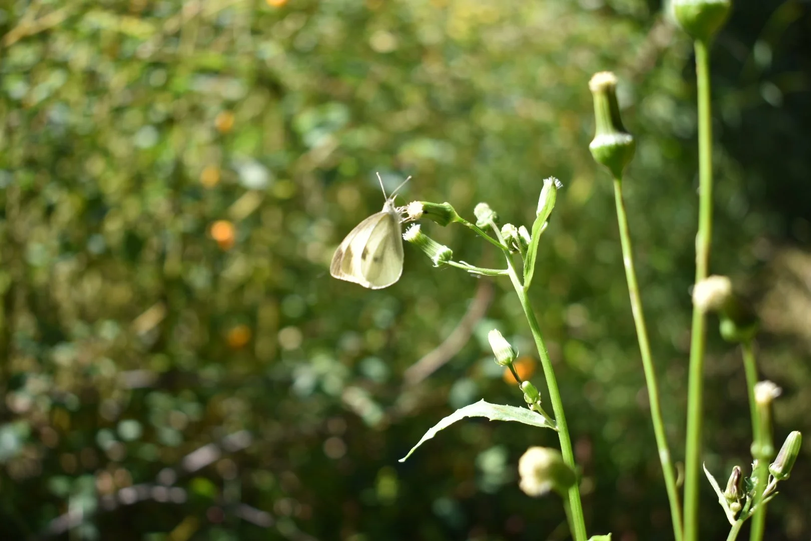 DSC_0398.JPG
