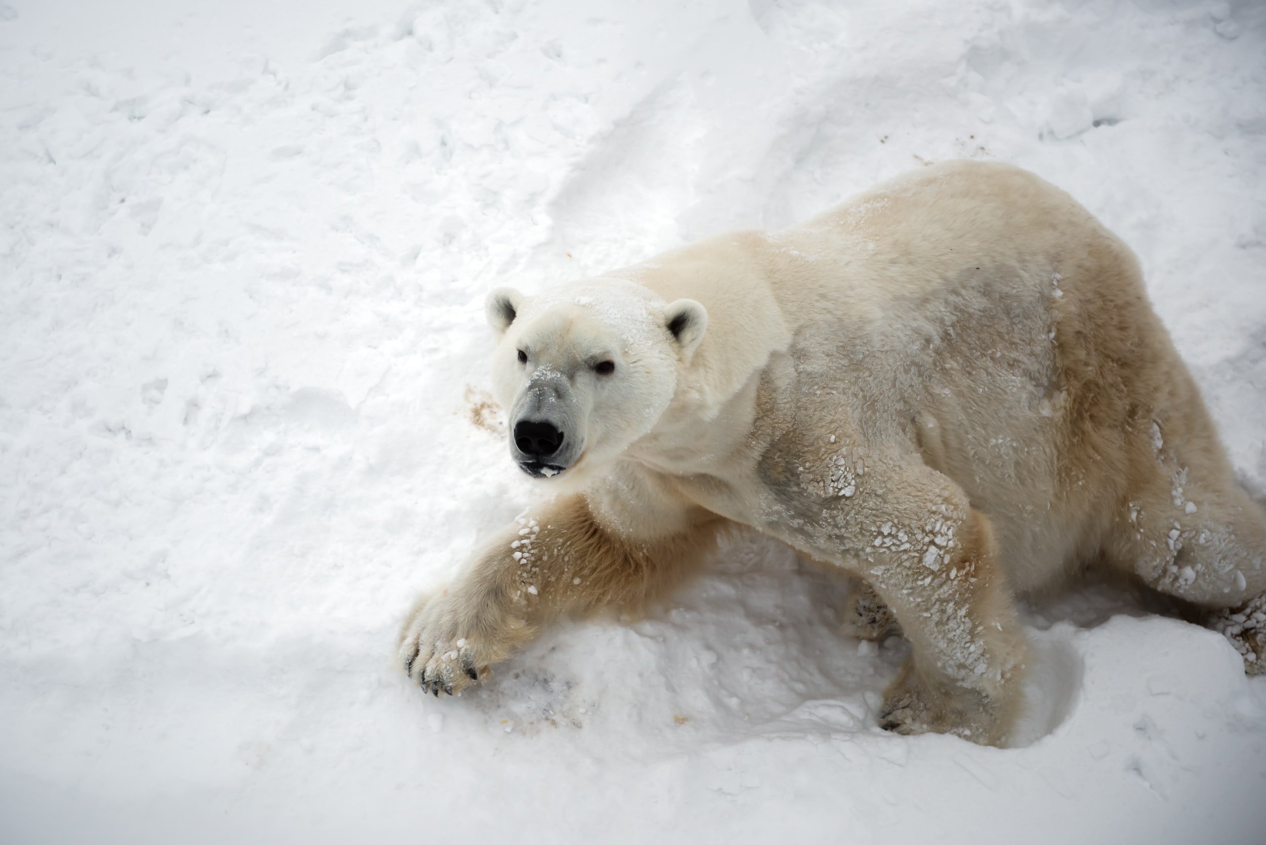 'I was stalked by a polar bear'