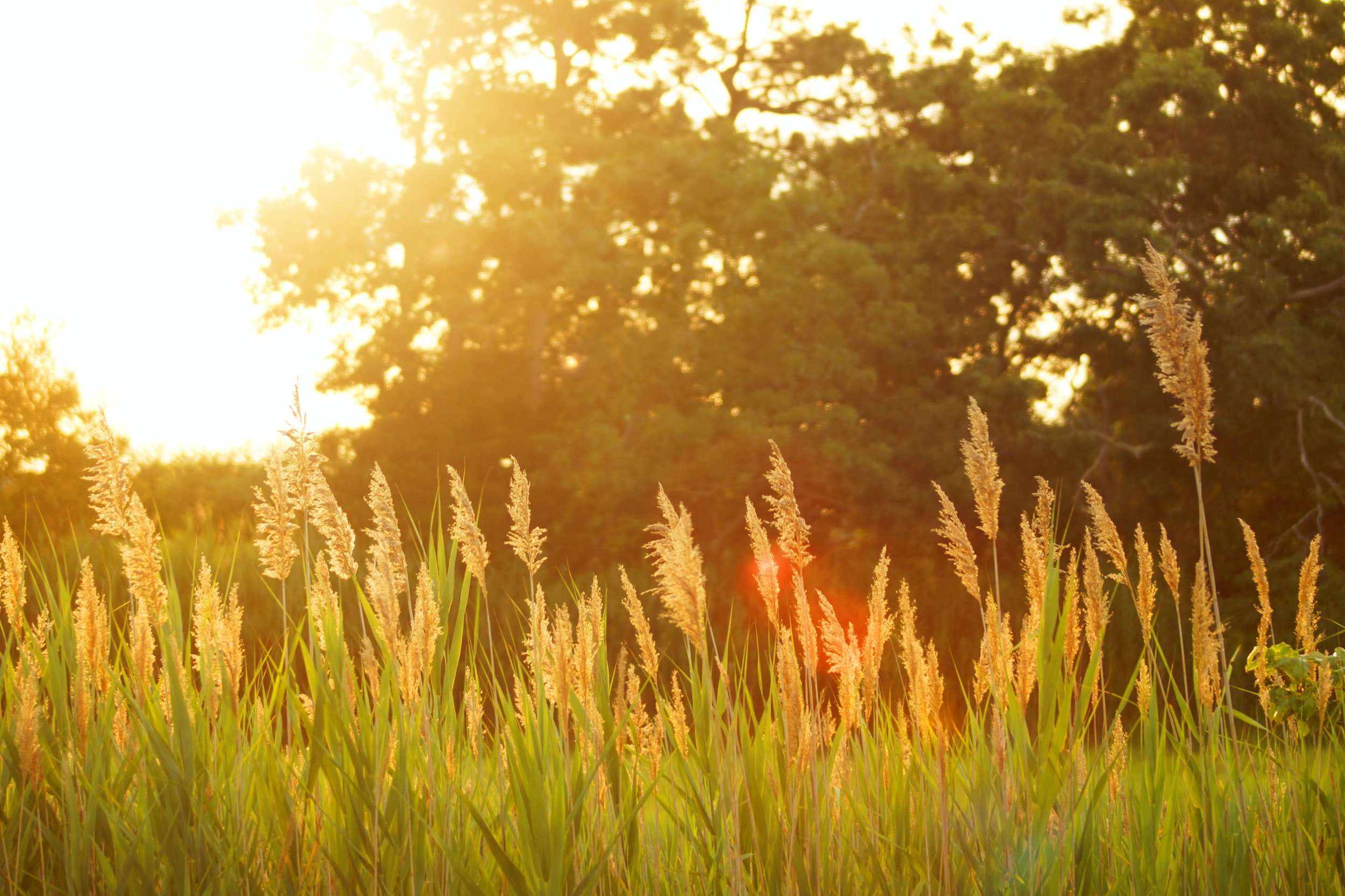 Eight feel-good words from around the world to give you instant summer vibes