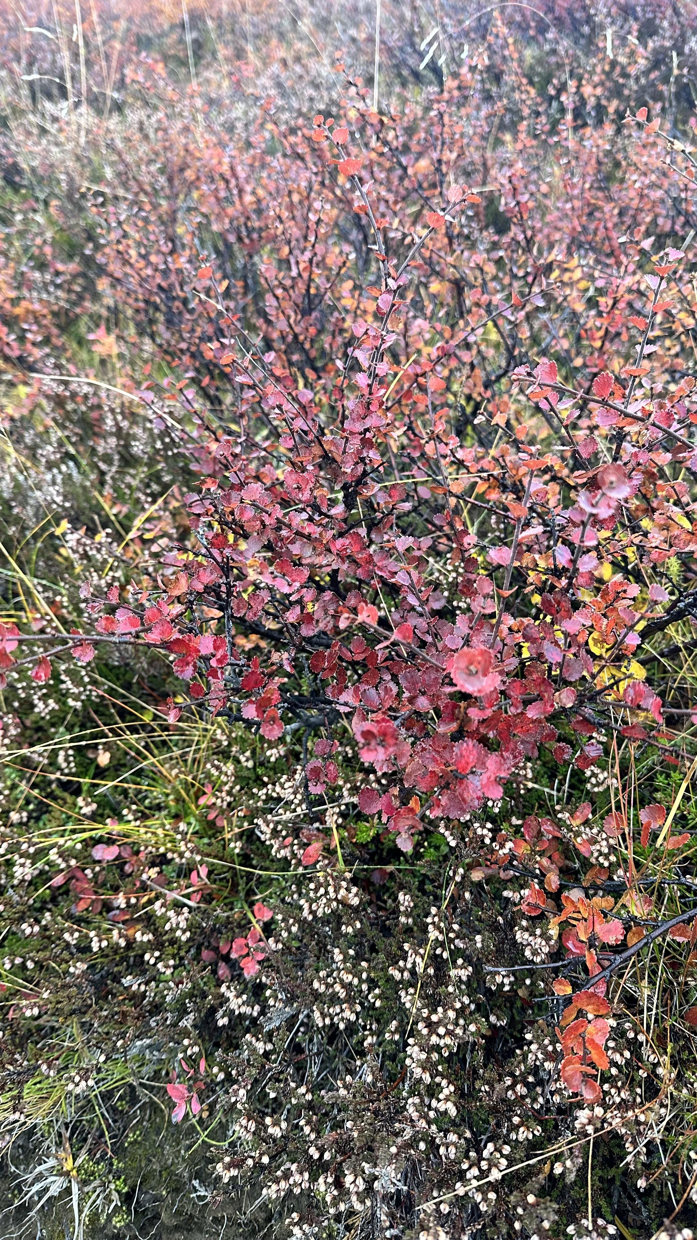 IMG_7064.jpeg
