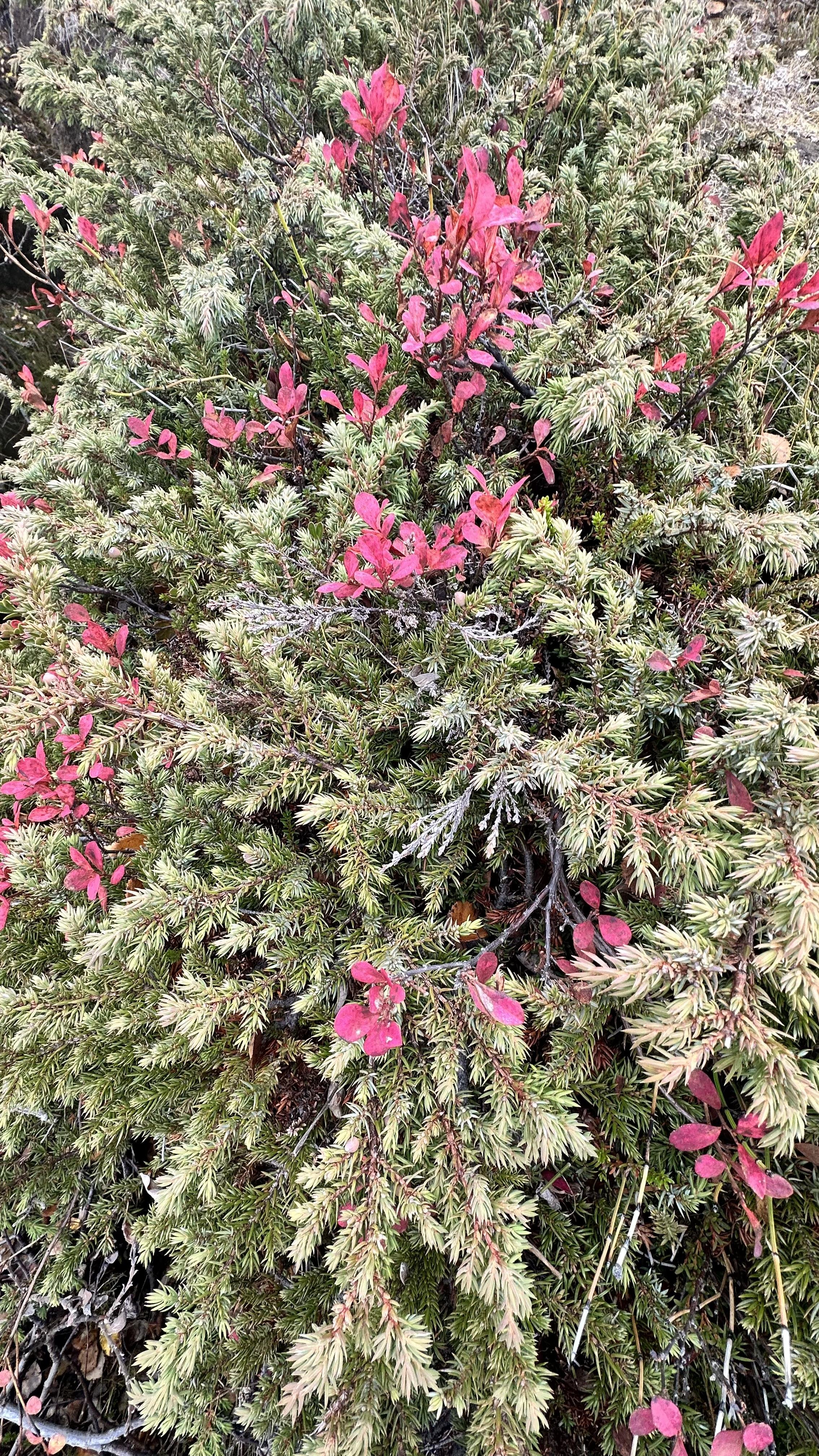 IMG_7205.jpeg