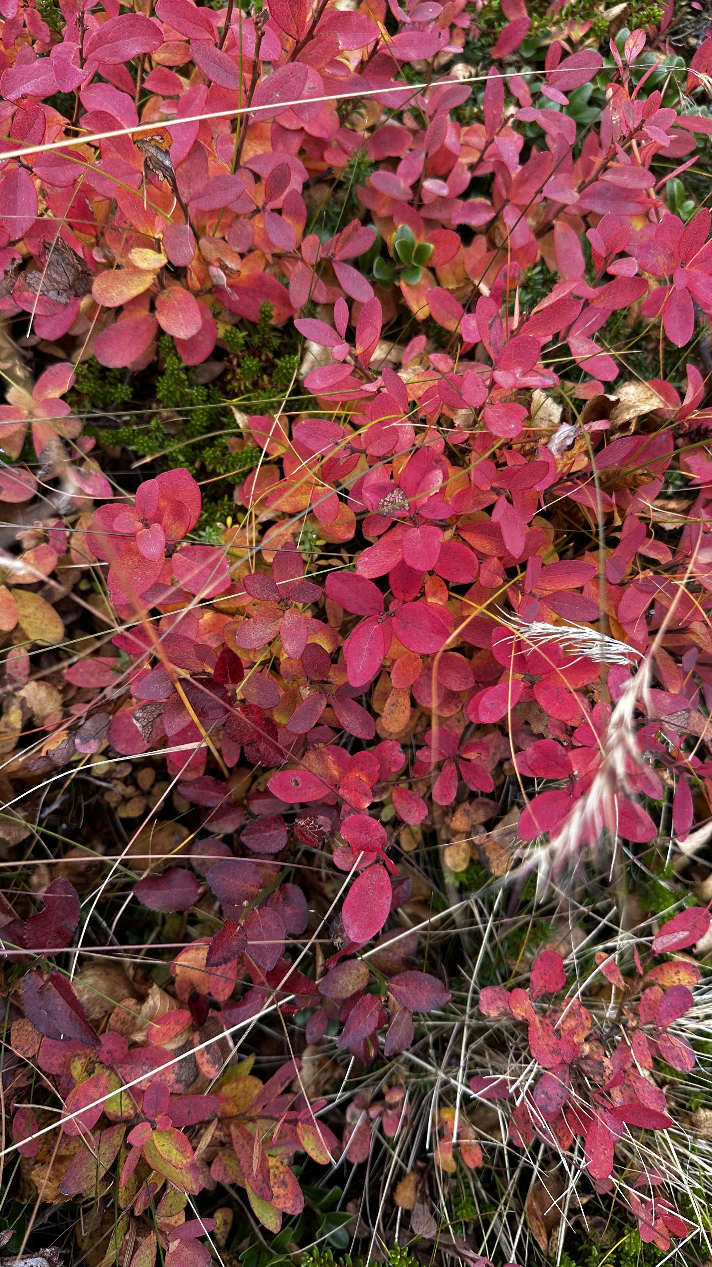 IMG_7318.jpeg