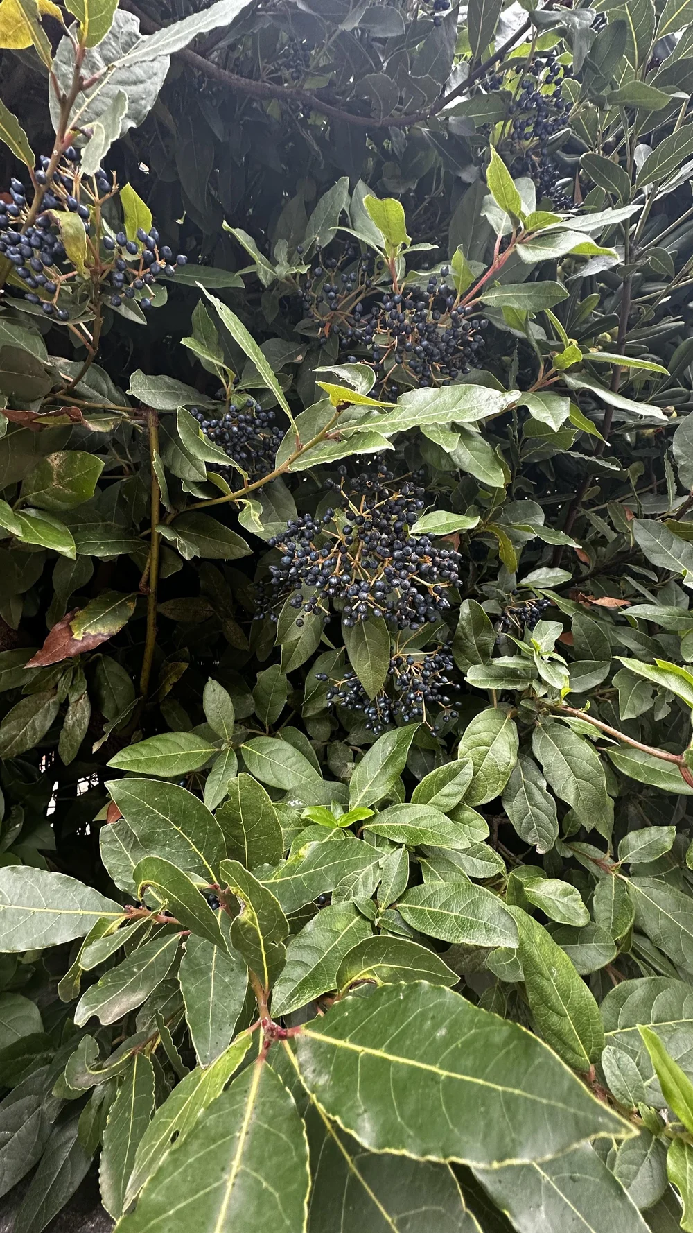 IMG_9482.jpeg