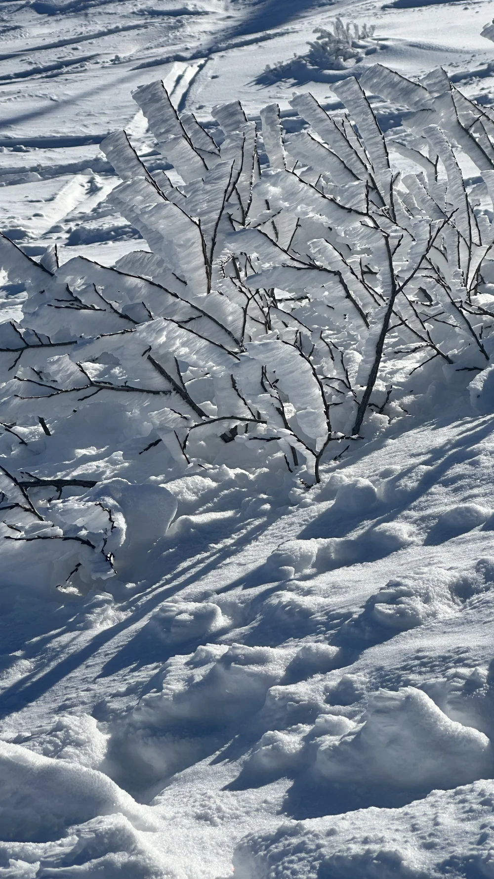 IMG_1923.jpeg