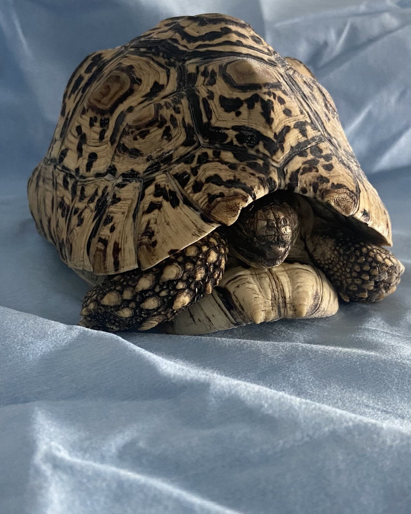 I've started to receive some donations before our shop officially opens! This lovely lady is (or was) named Olivia, and she came with a few other past pets for preservation. 
.
.
.
#taxidermy #ethicaltaxidermy #reptiletaxidermy