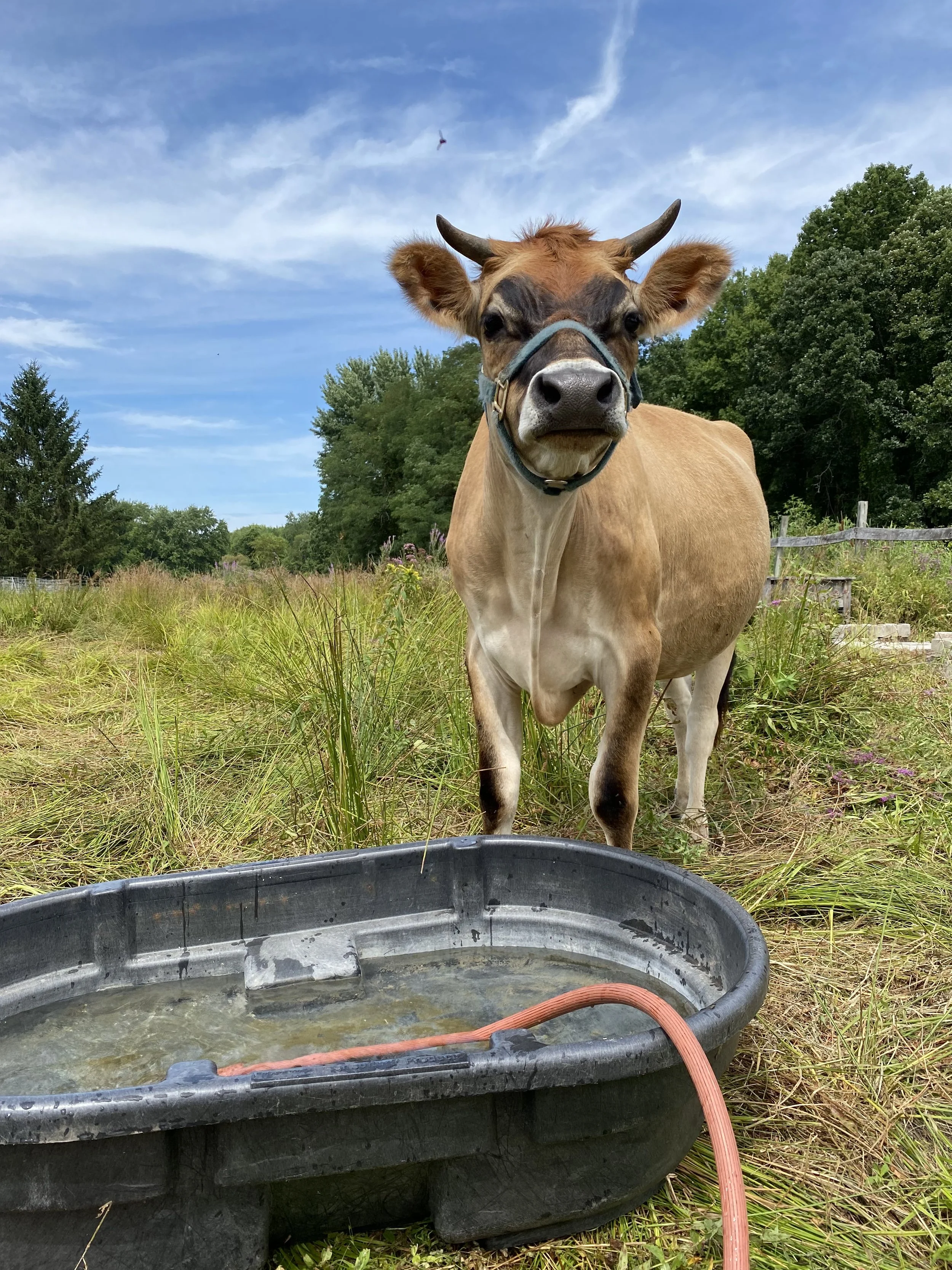 About — Allard Family Farm