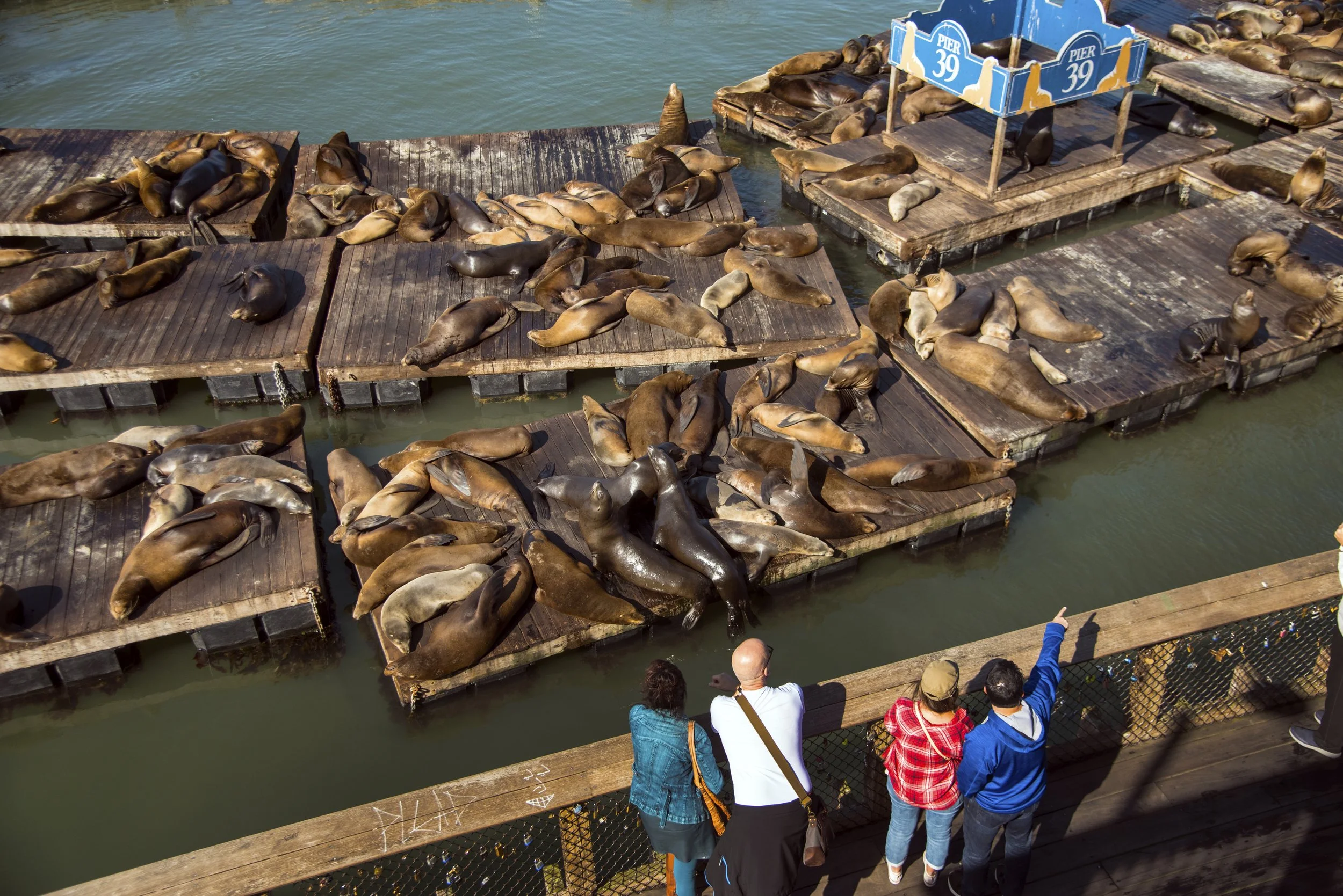PIER 39 13 - SAN FRAN, CA.jpg