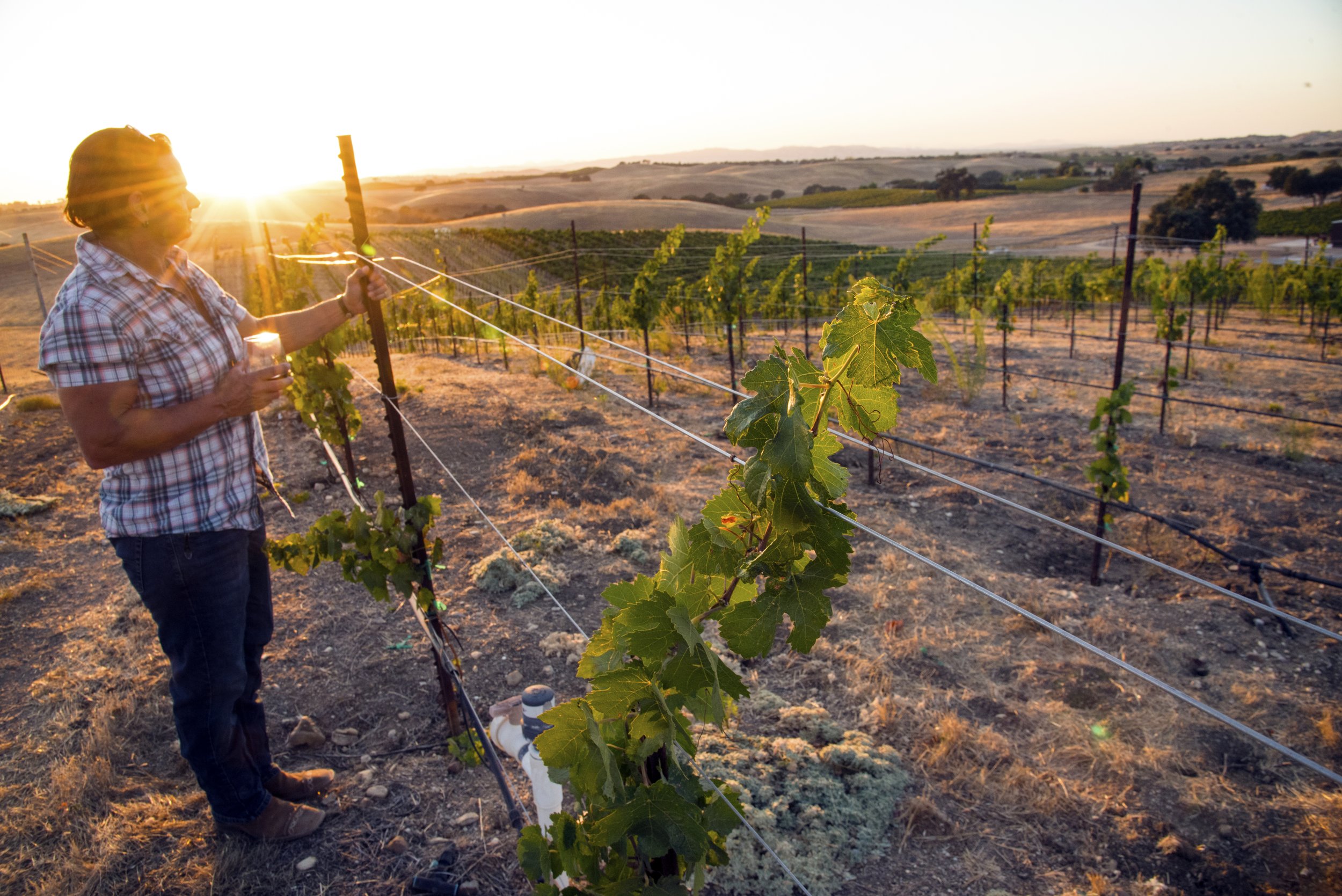 PIERINI WINERY 7 - PASO ROBLES, CA.jpg