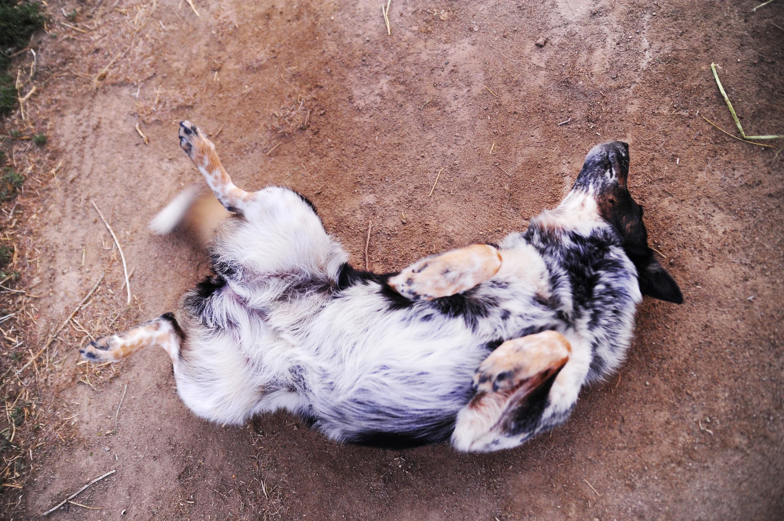 Morning Scratches.jpg