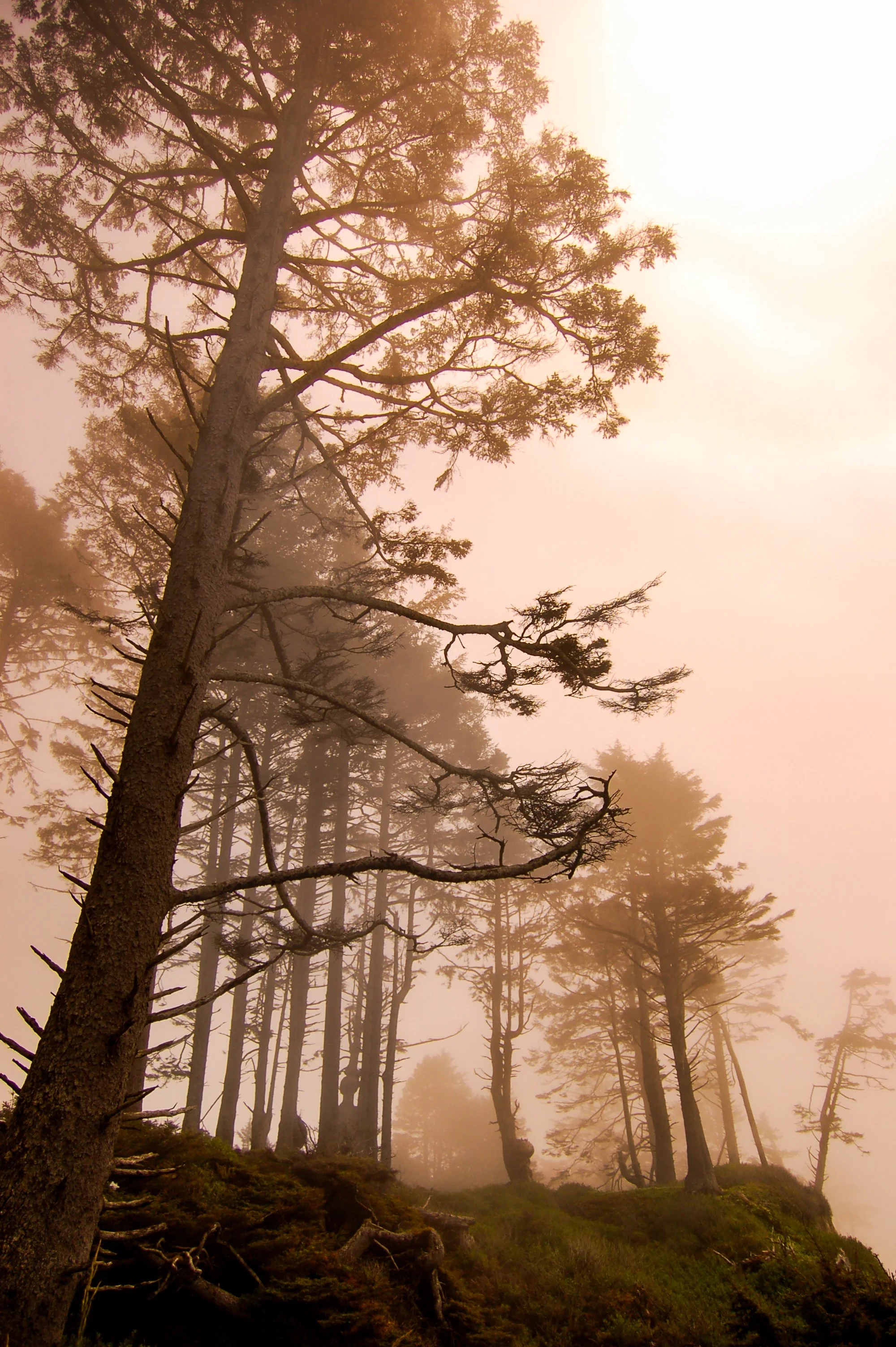 Olympic Peninsula.jpg