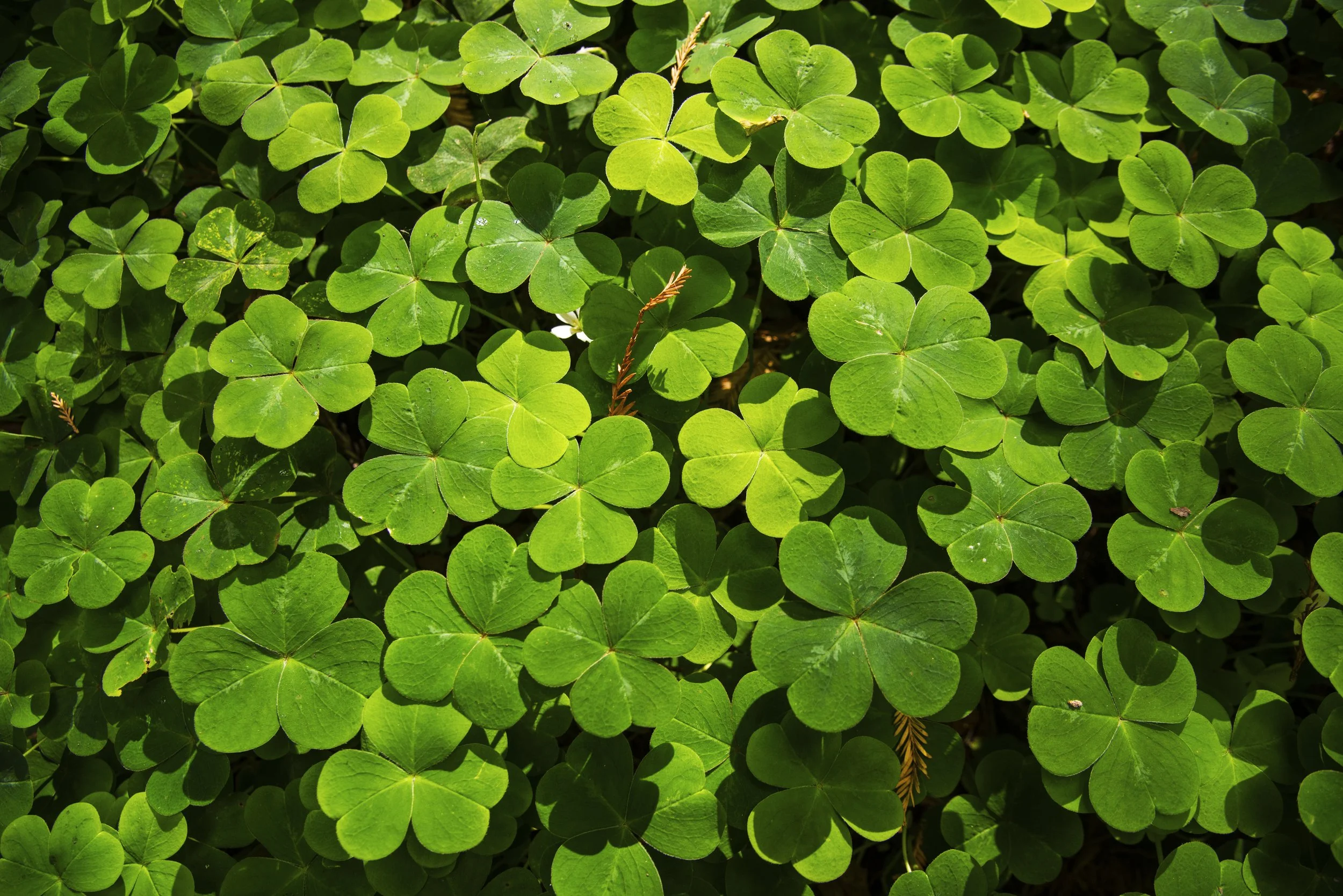 AVENUE OF GIANTS 3 - CA copy.jpg