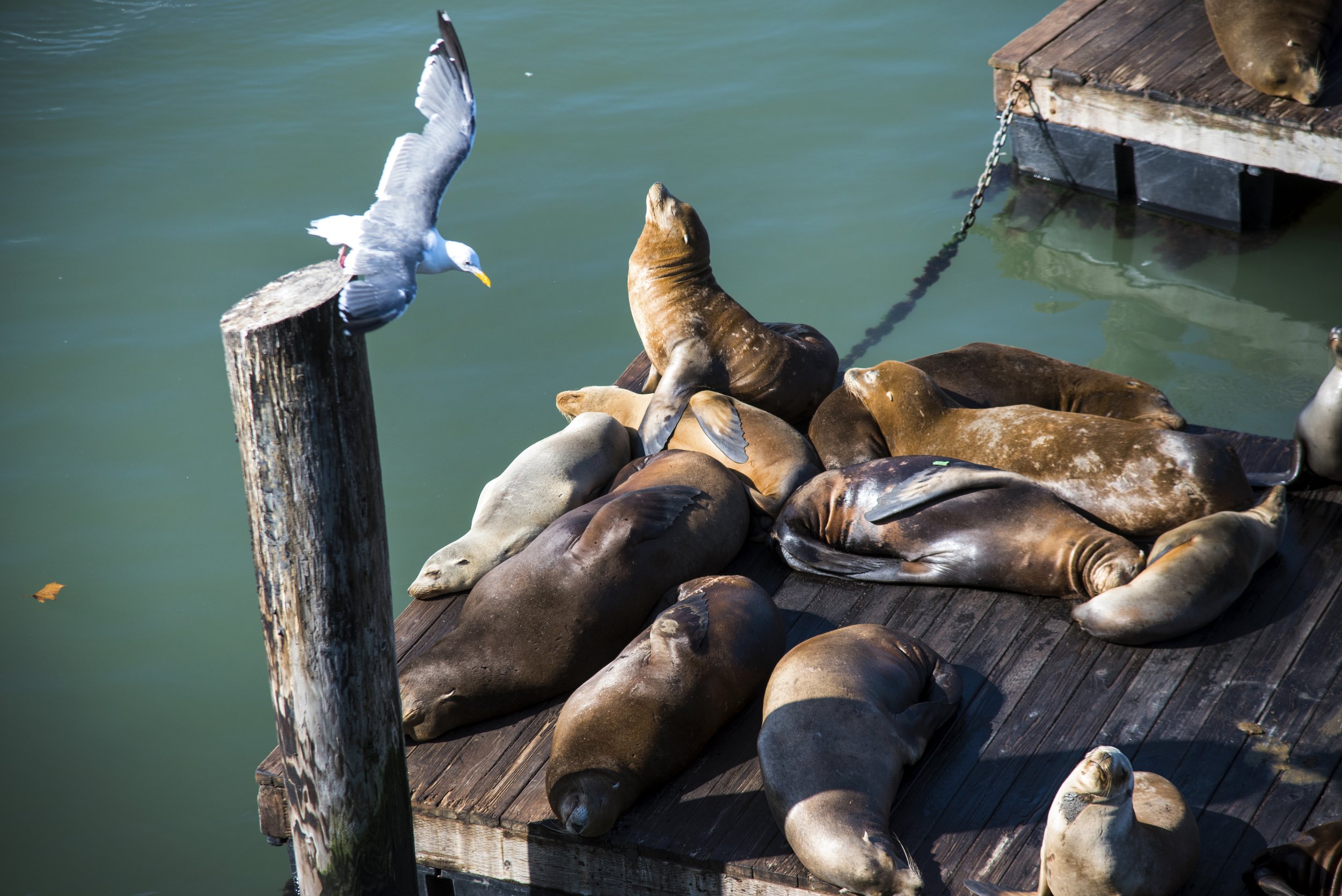 PIER 39 12 - SAN FRAN, CA.jpg