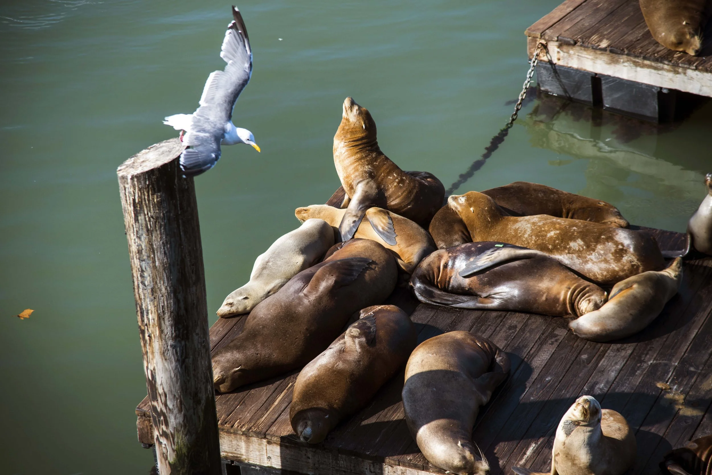 PIER 39 12 - SAN FRAN, CA copy.jpg
