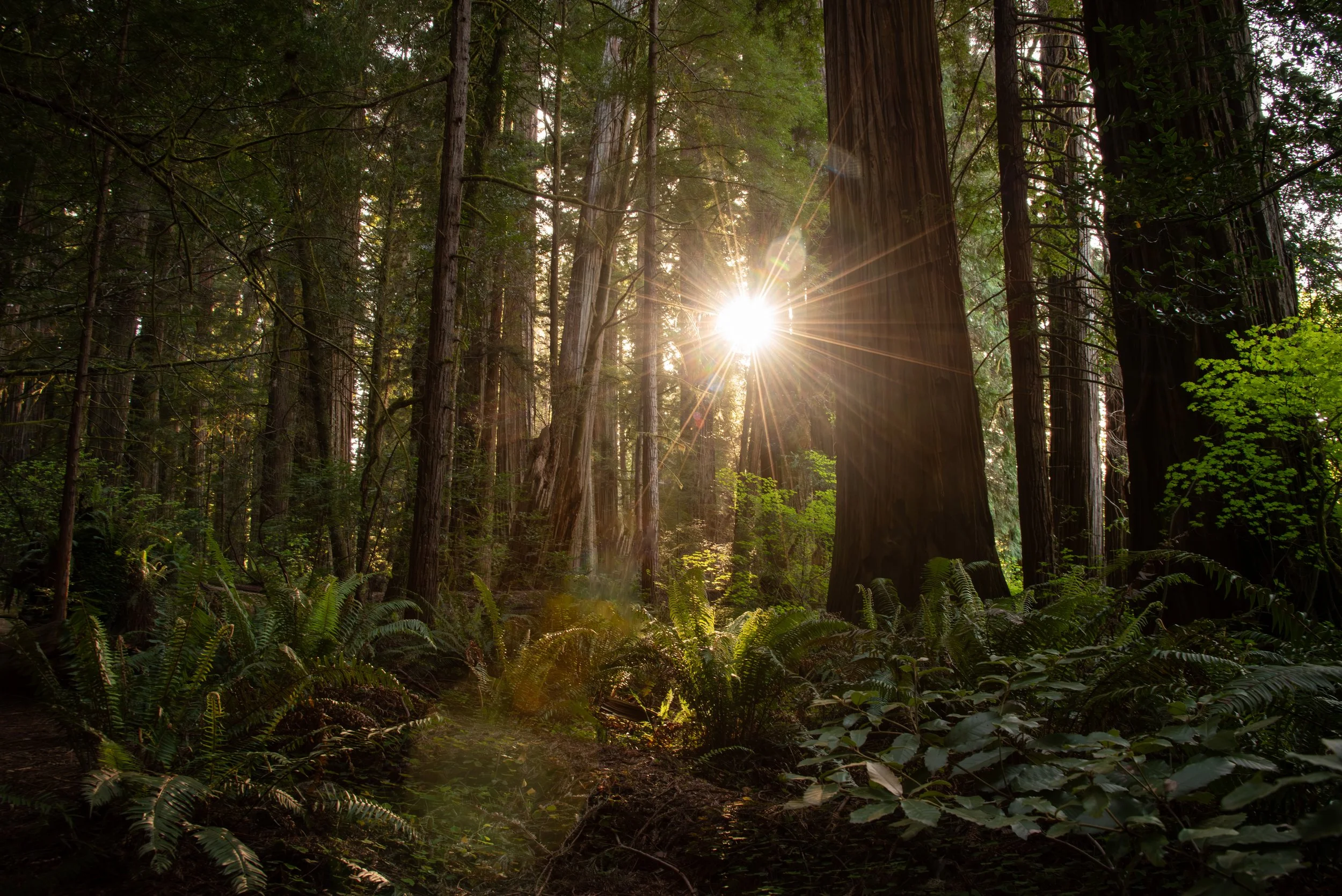Humboldt Redwoods SP.jpg