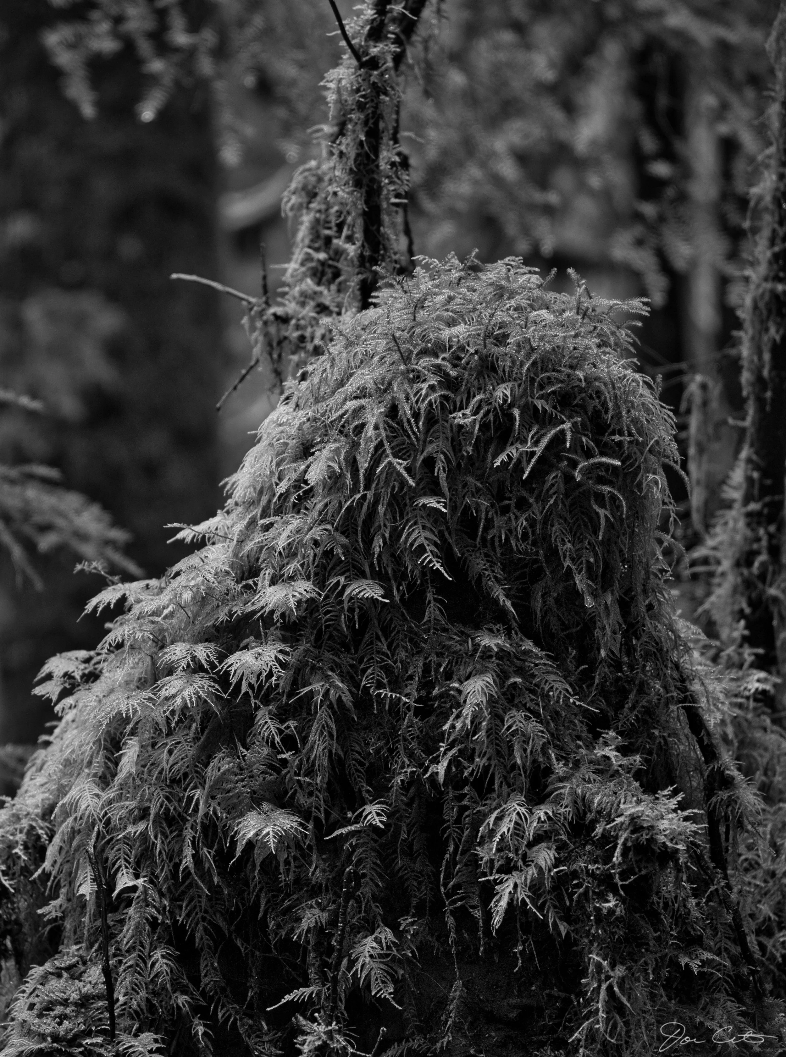 DSCF0949W.jpeg