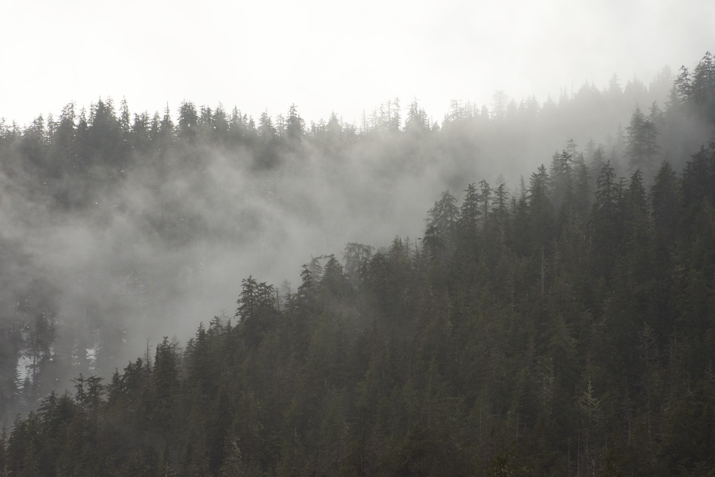 Treed mountains with mist settling in between.